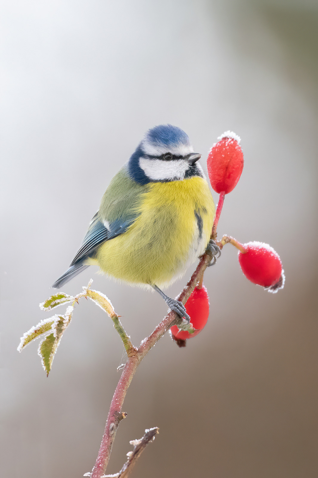 Blue Tit - Mote Park