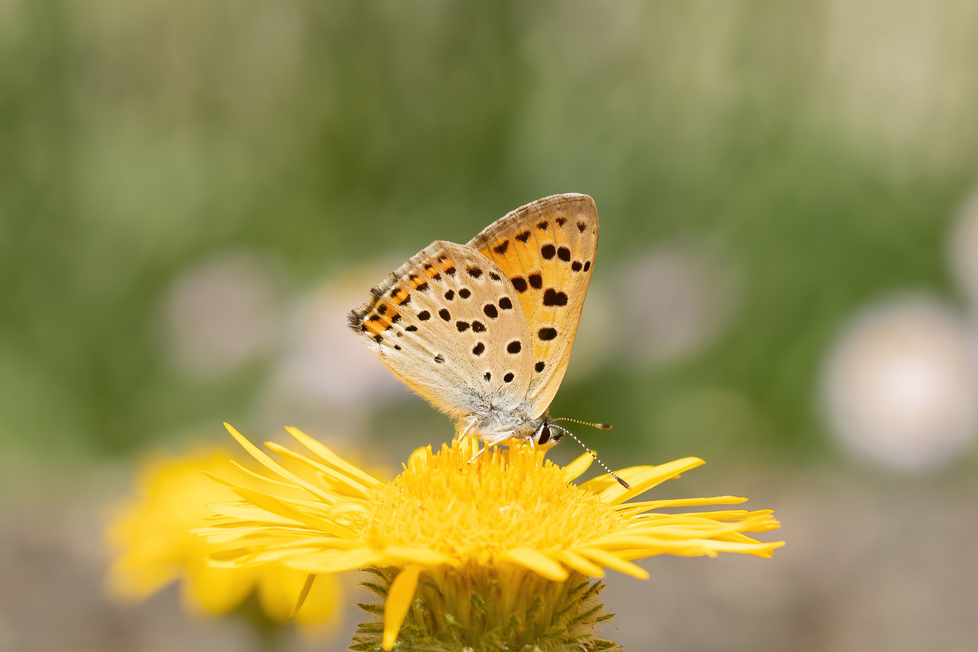 Purple-shot Copper - Italy