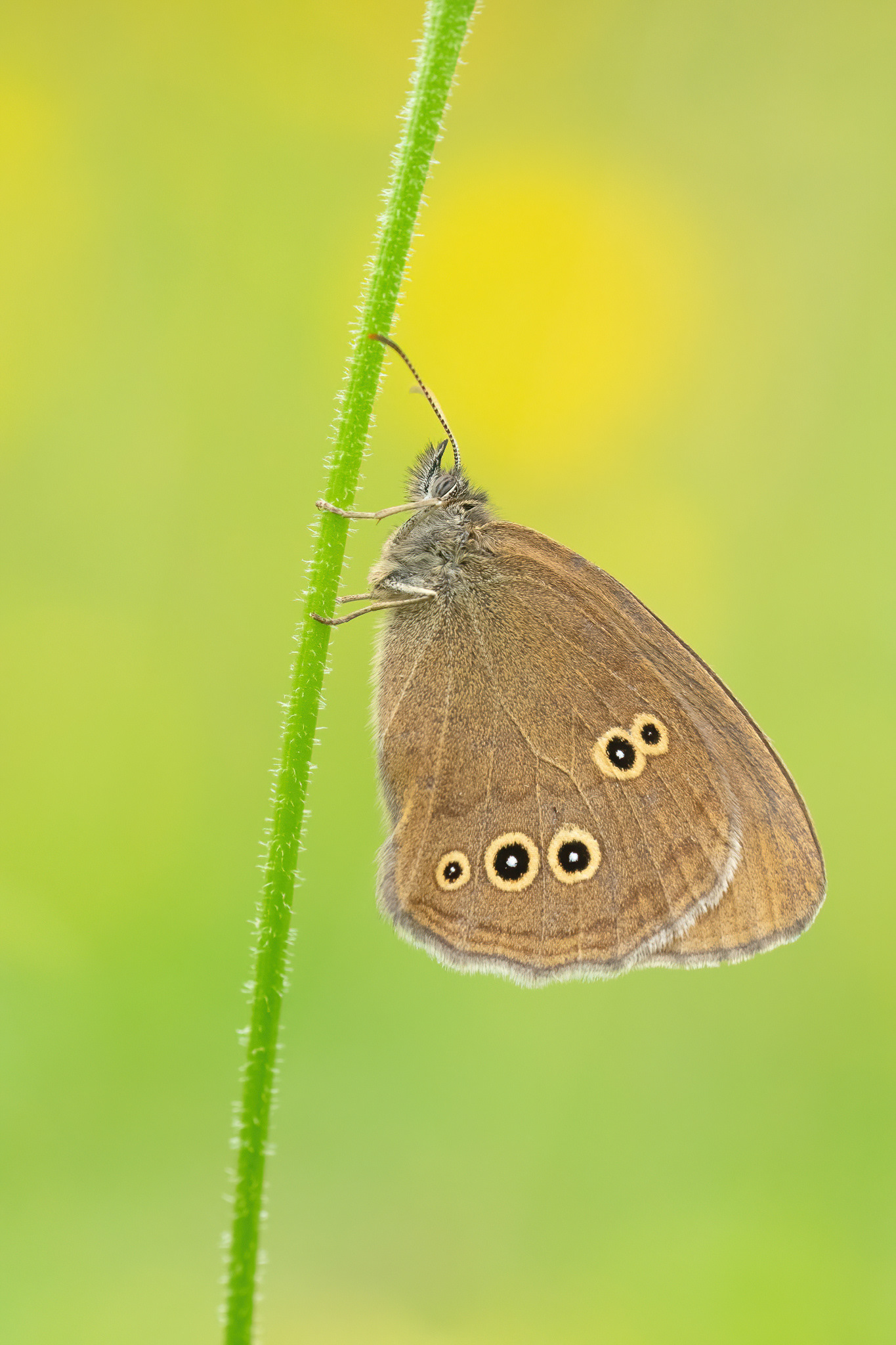 Ringlet - Daneway Banks