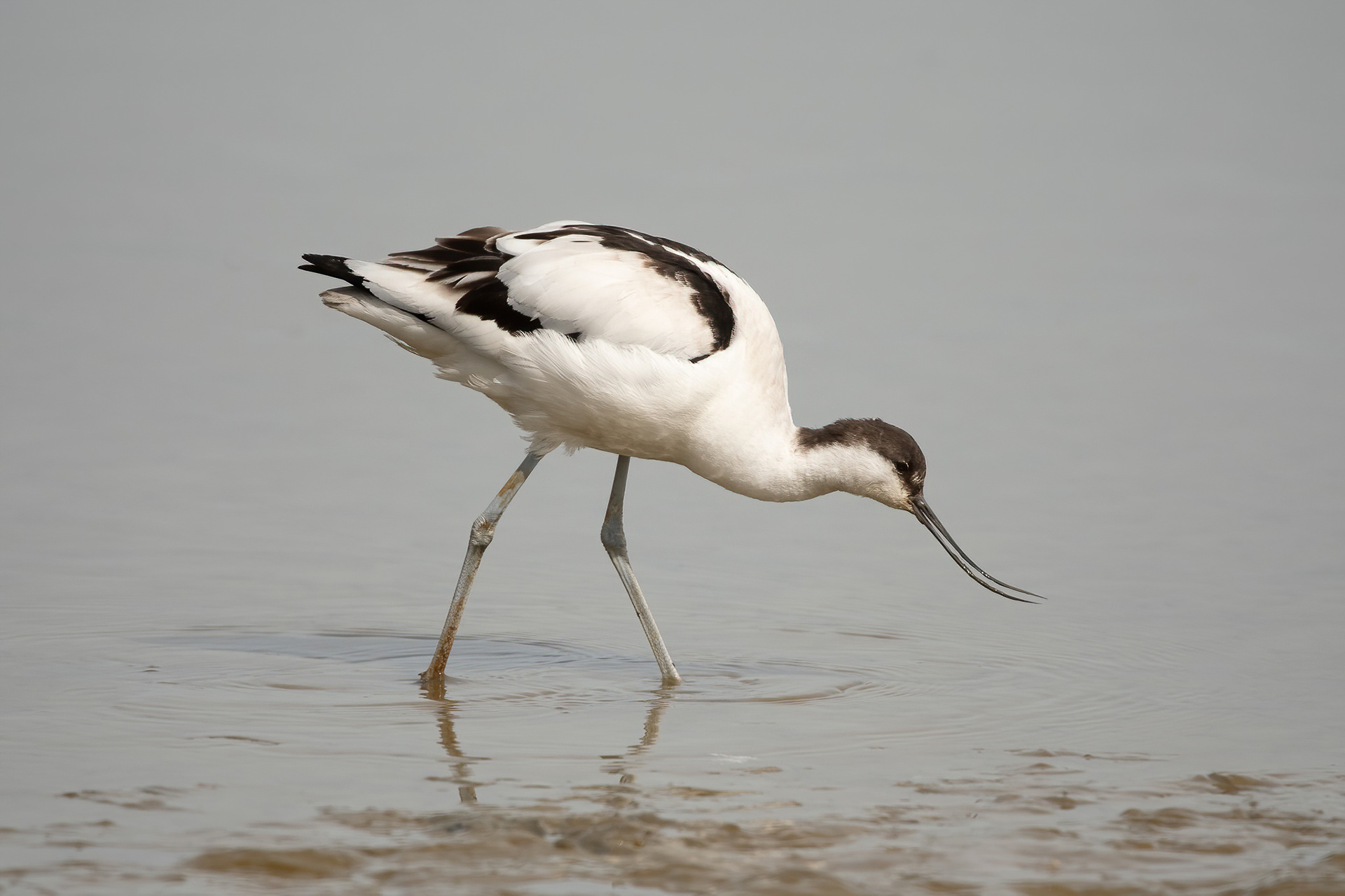 Avocet - Brownsea Island