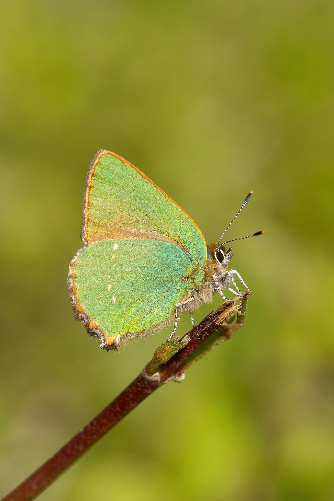 Green Hairstreak - Bonsai Bank