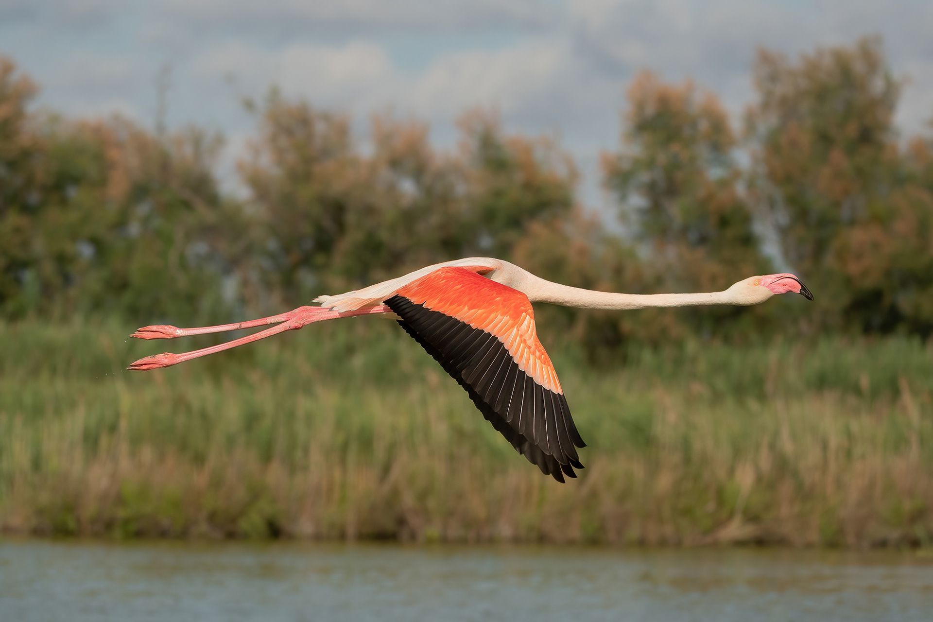 Greater Flamingo - Camargue, France