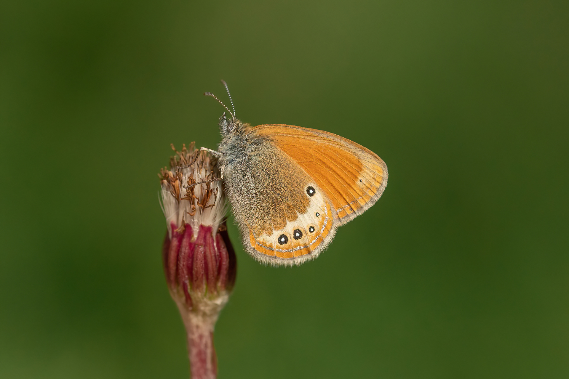 Darwin's Heath - Switzerland