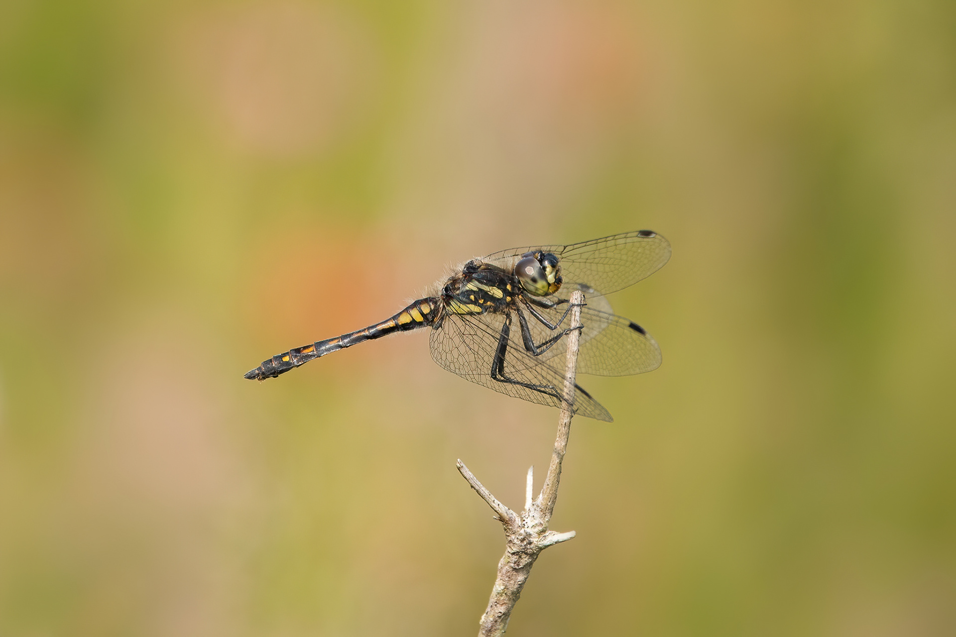 Black Darter - Thurlsey