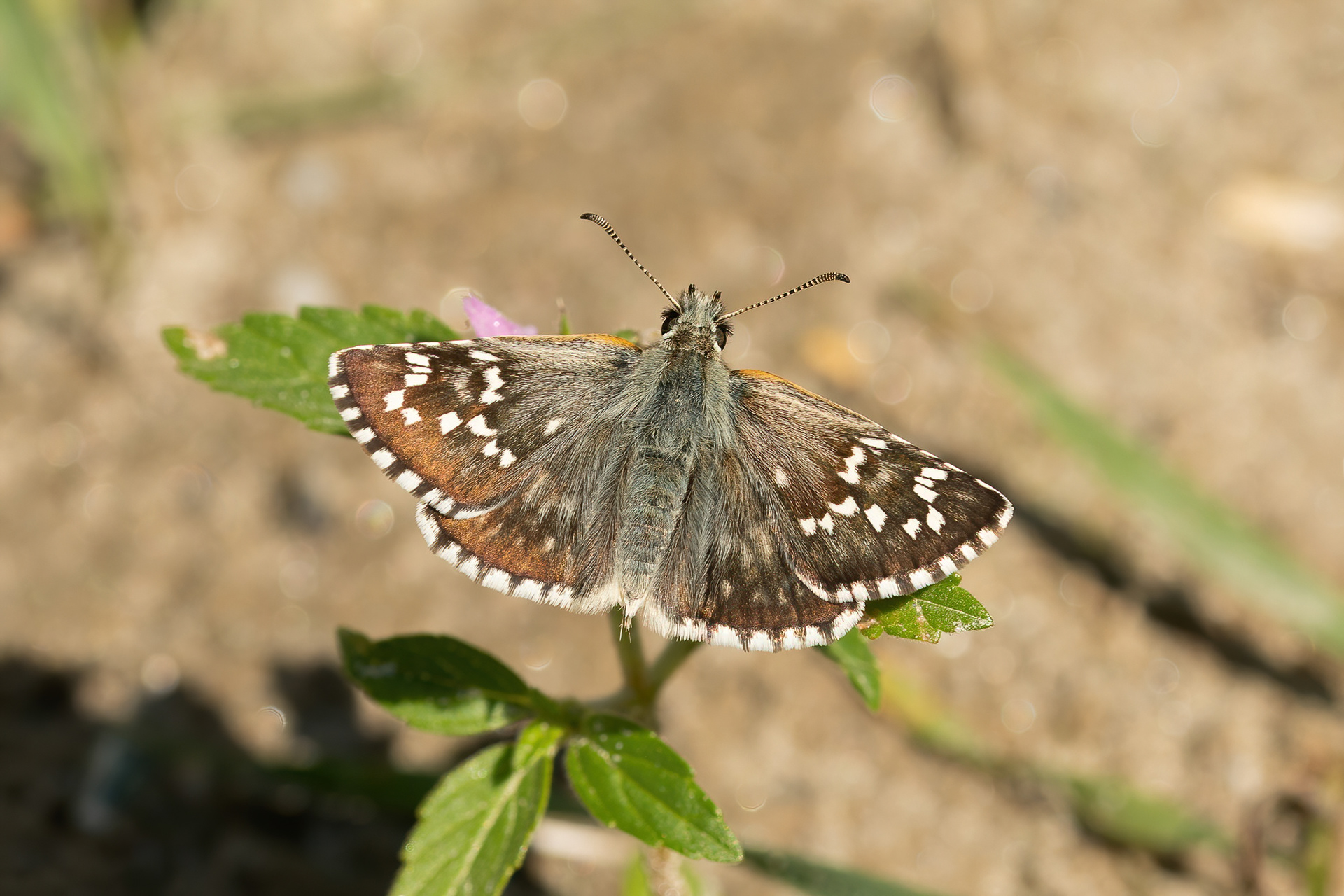 Safflower Skipper - Italy