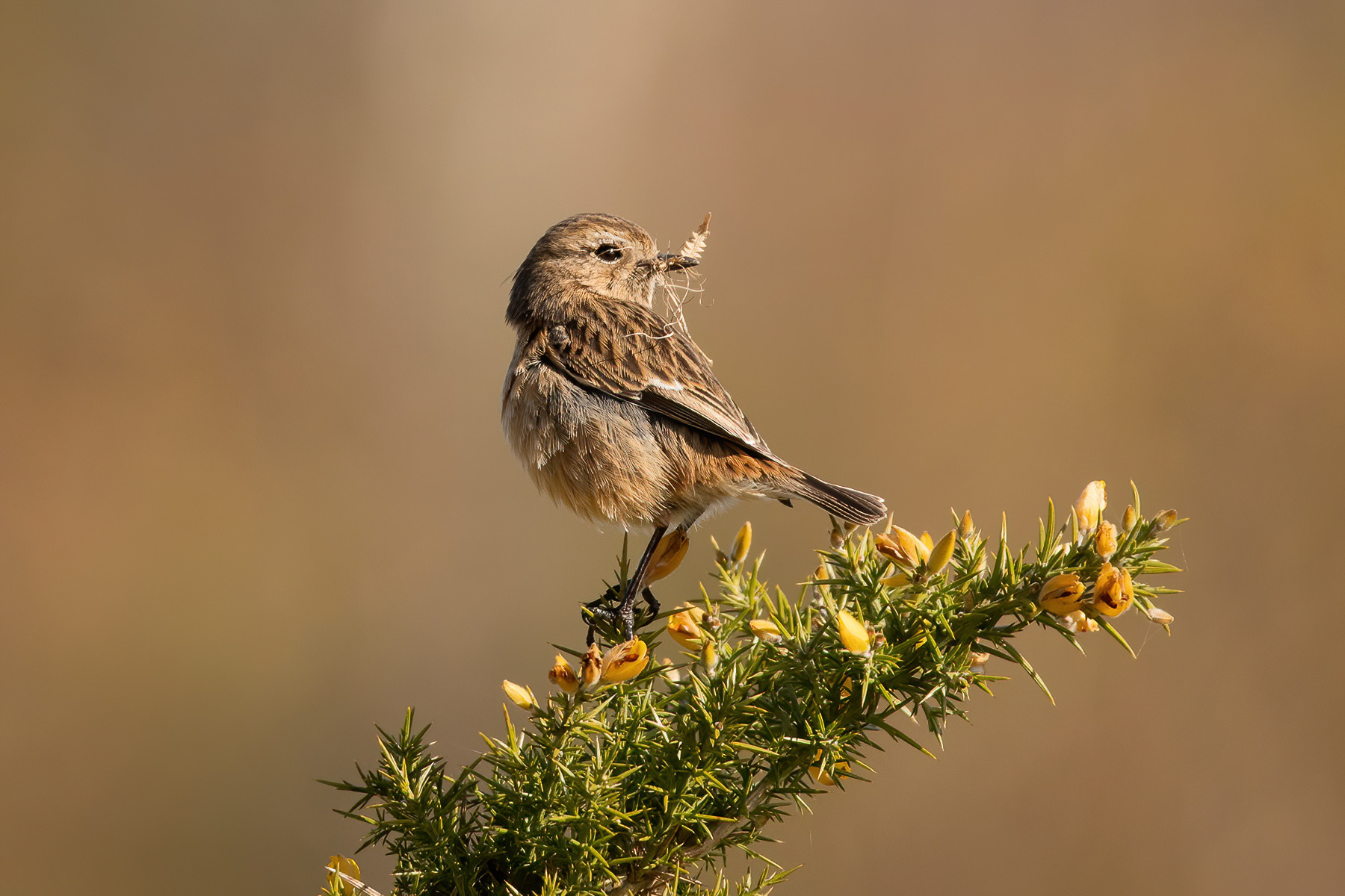 Stonechat - Thursley Common
