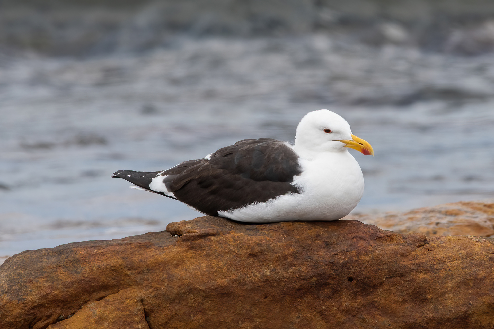 Cape Gull - Cape Point