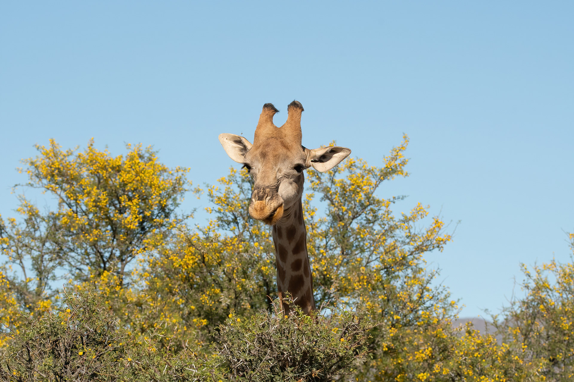 Giraffe - Inverdoorn