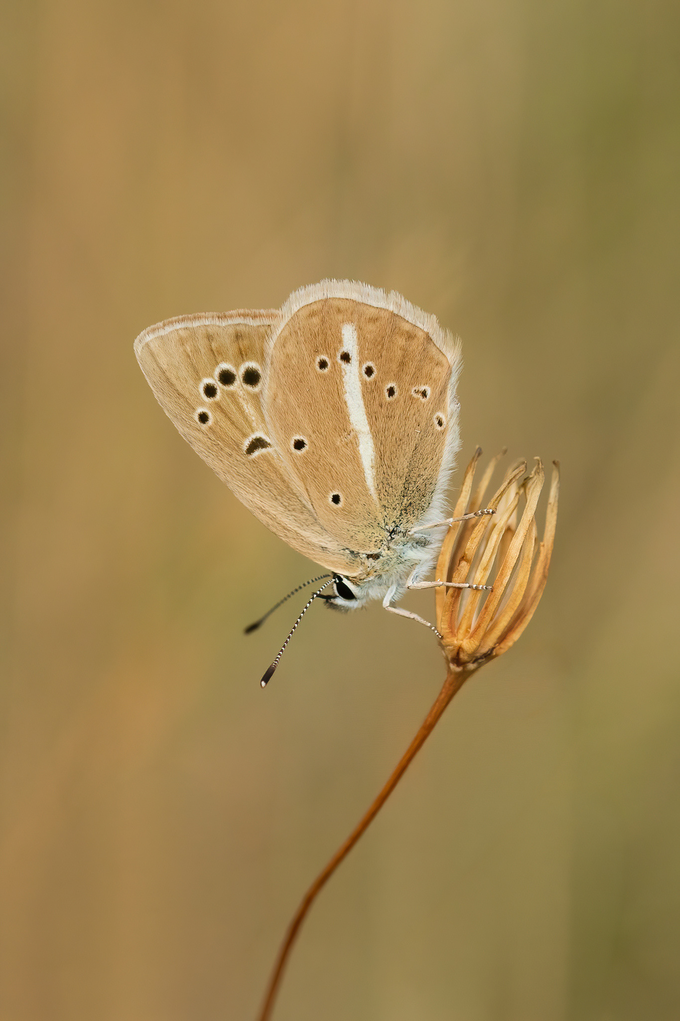 Ripart's Anomalous Blue - France