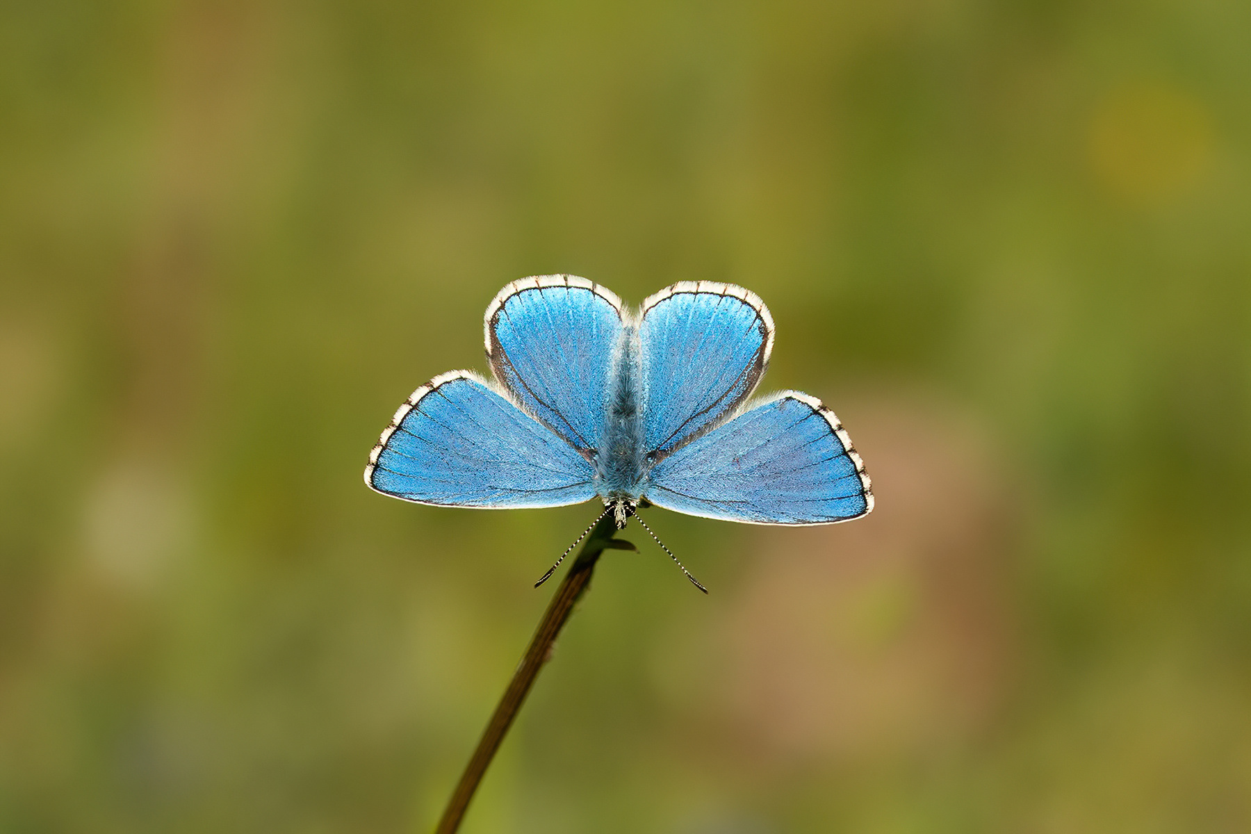 Adonis Blue - Fackenden Down