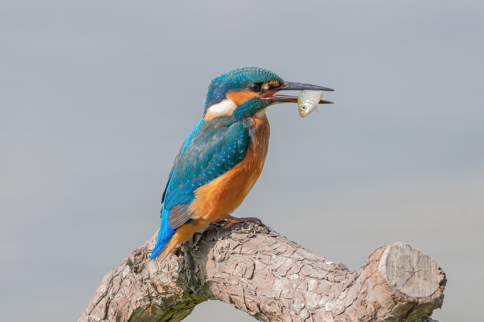 Kingfisher - Stodmarsh