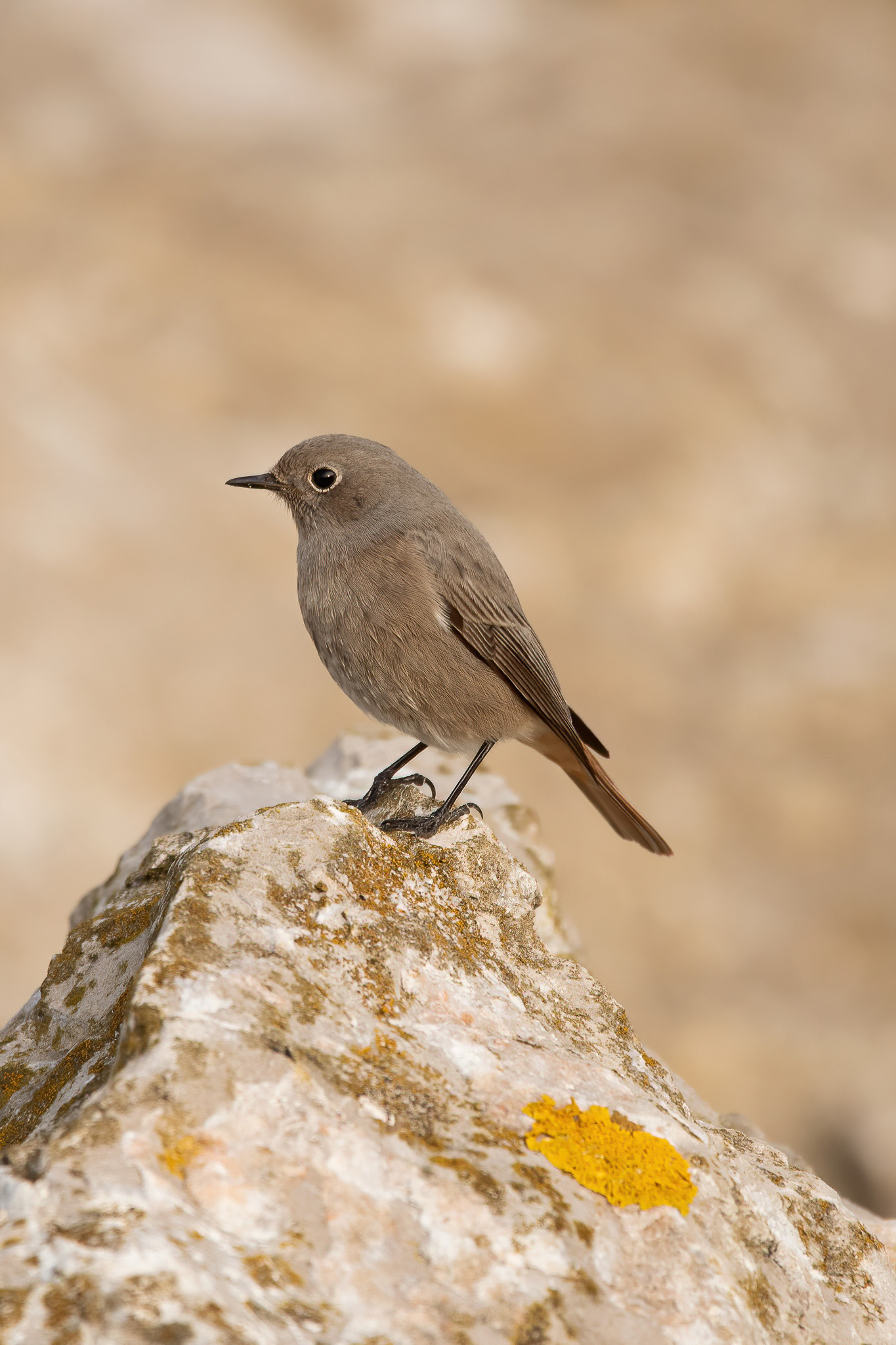 Black Redstart - Reculver