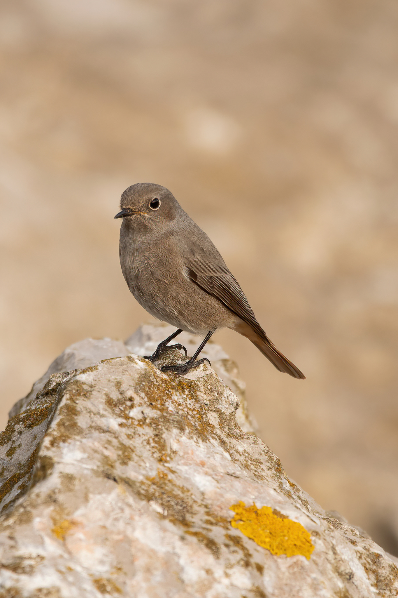Black Redstart - Reculver