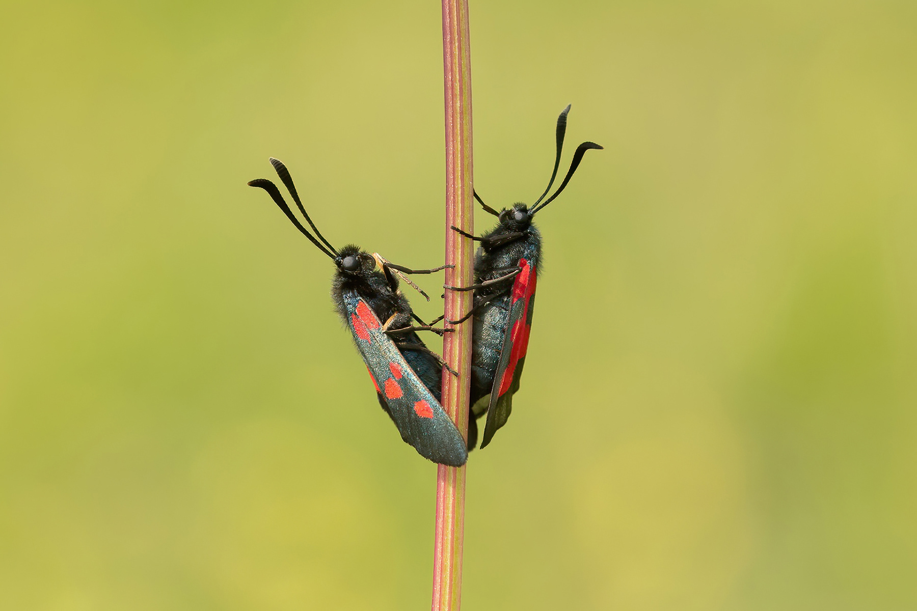 Five-spot Burnet Moth - Magdalen Hill Down