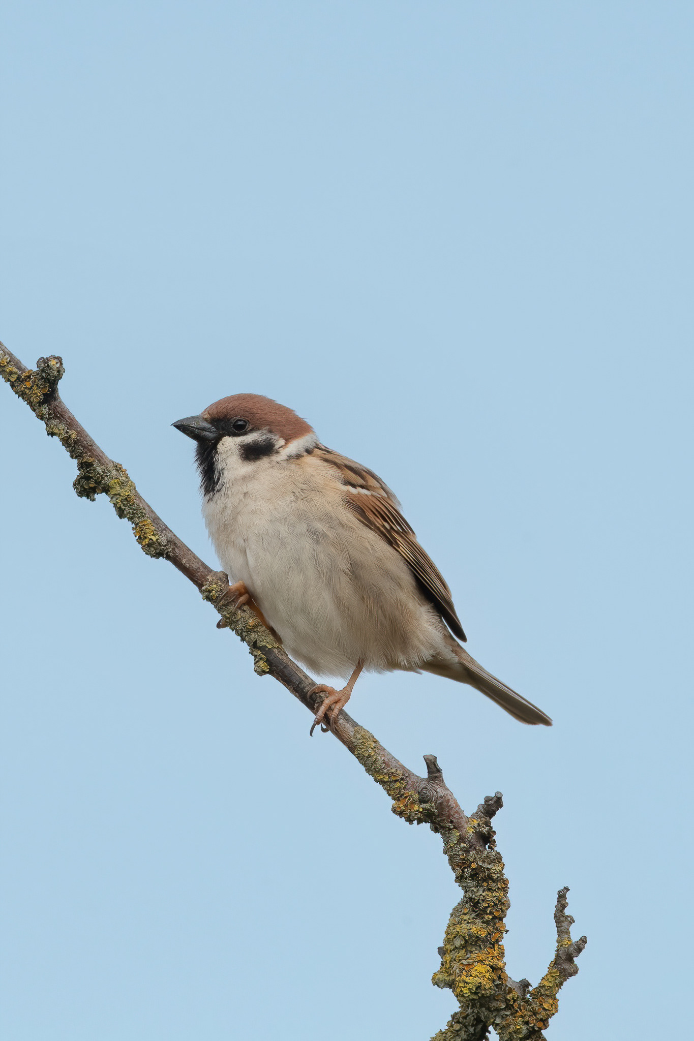 Tree Sparrow - Lydd