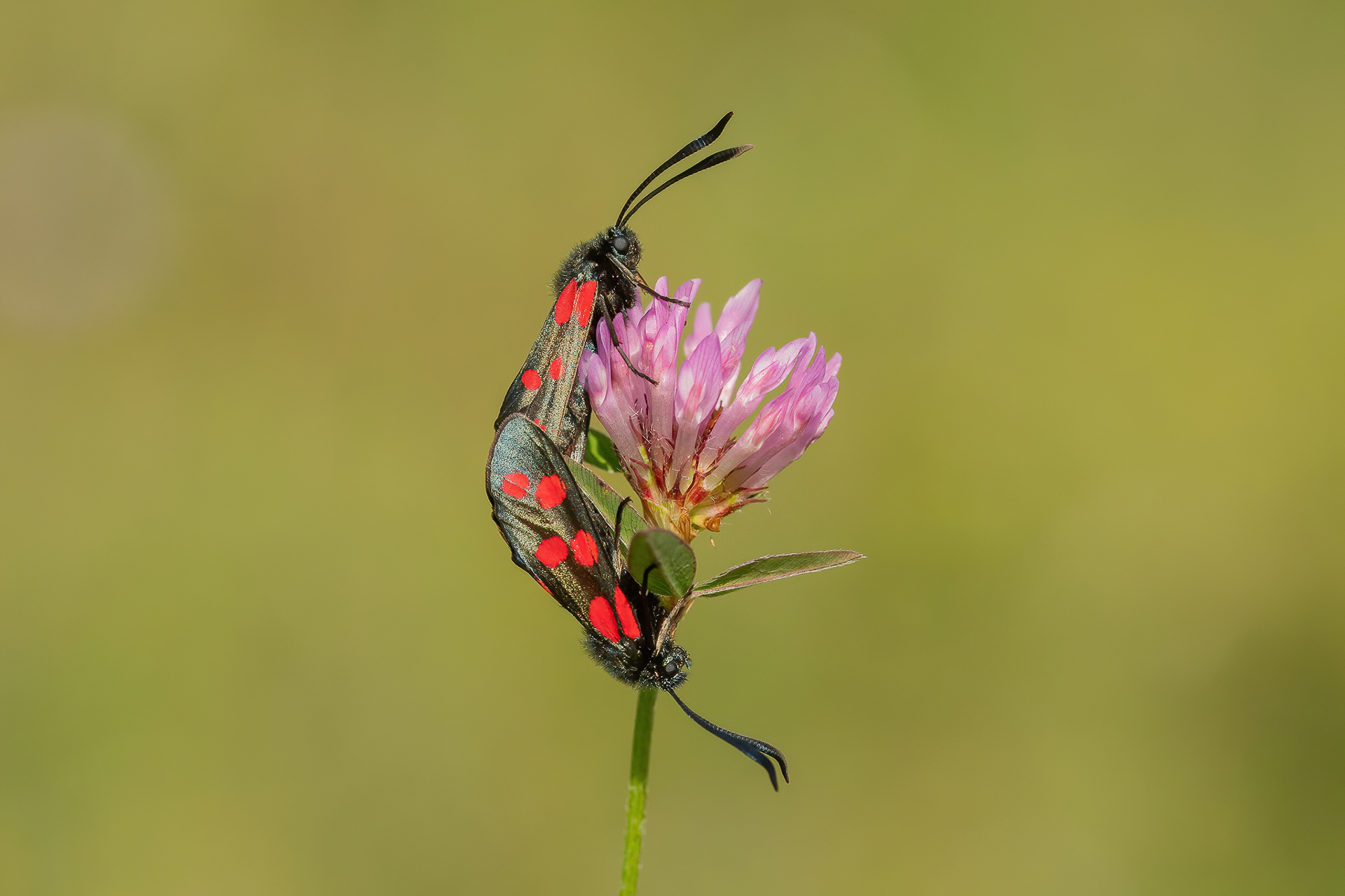 Six-spot Burnet Moth - Fackenden Down
