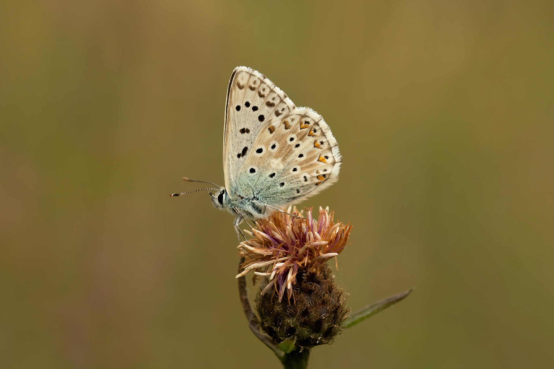 Chalkhill Blue - Queendown Warren