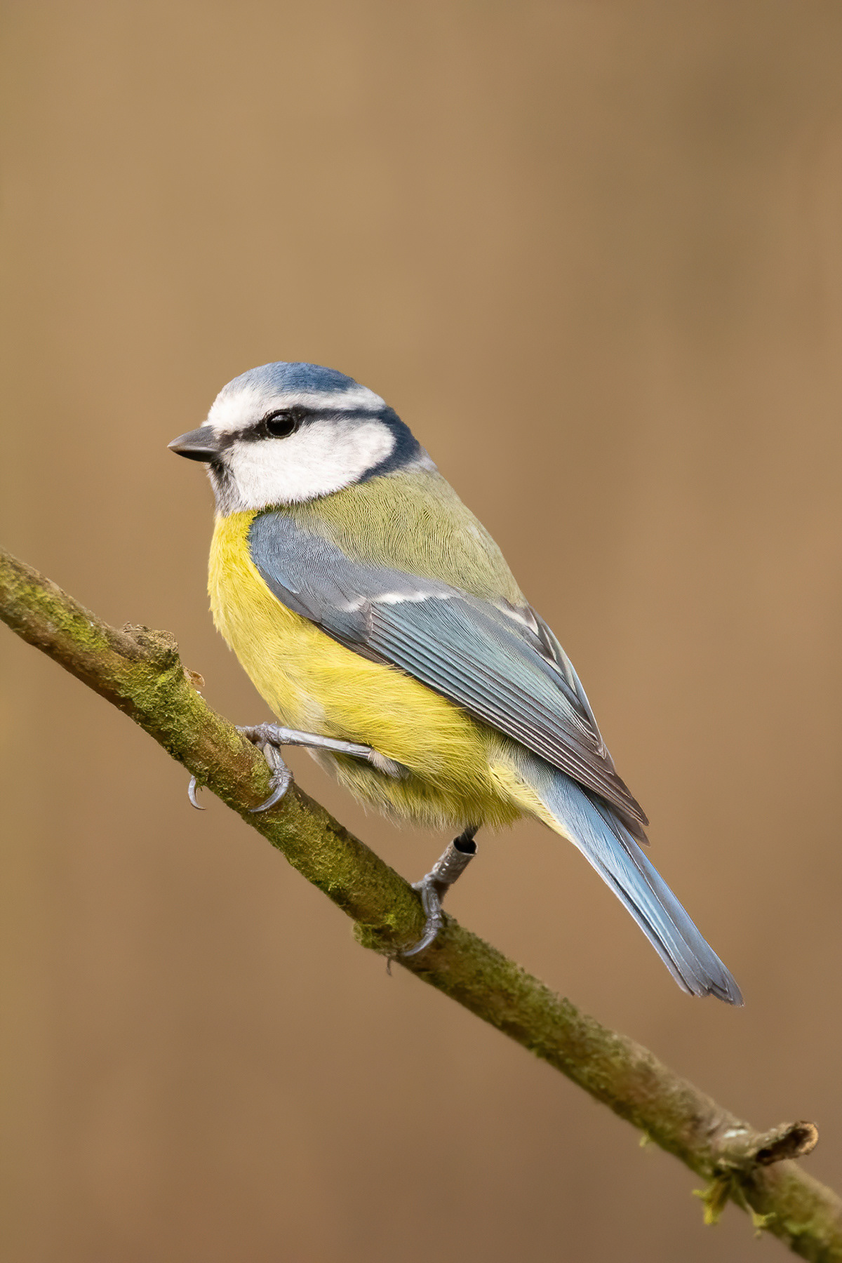Blue Tit - Stodmarsh