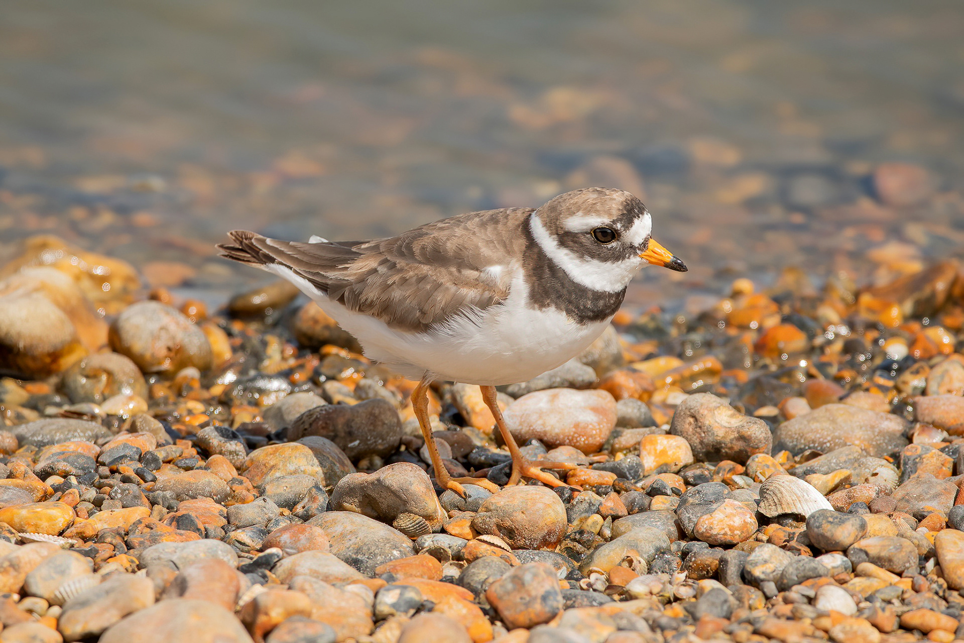 Ringed Plover - Rye Harbour