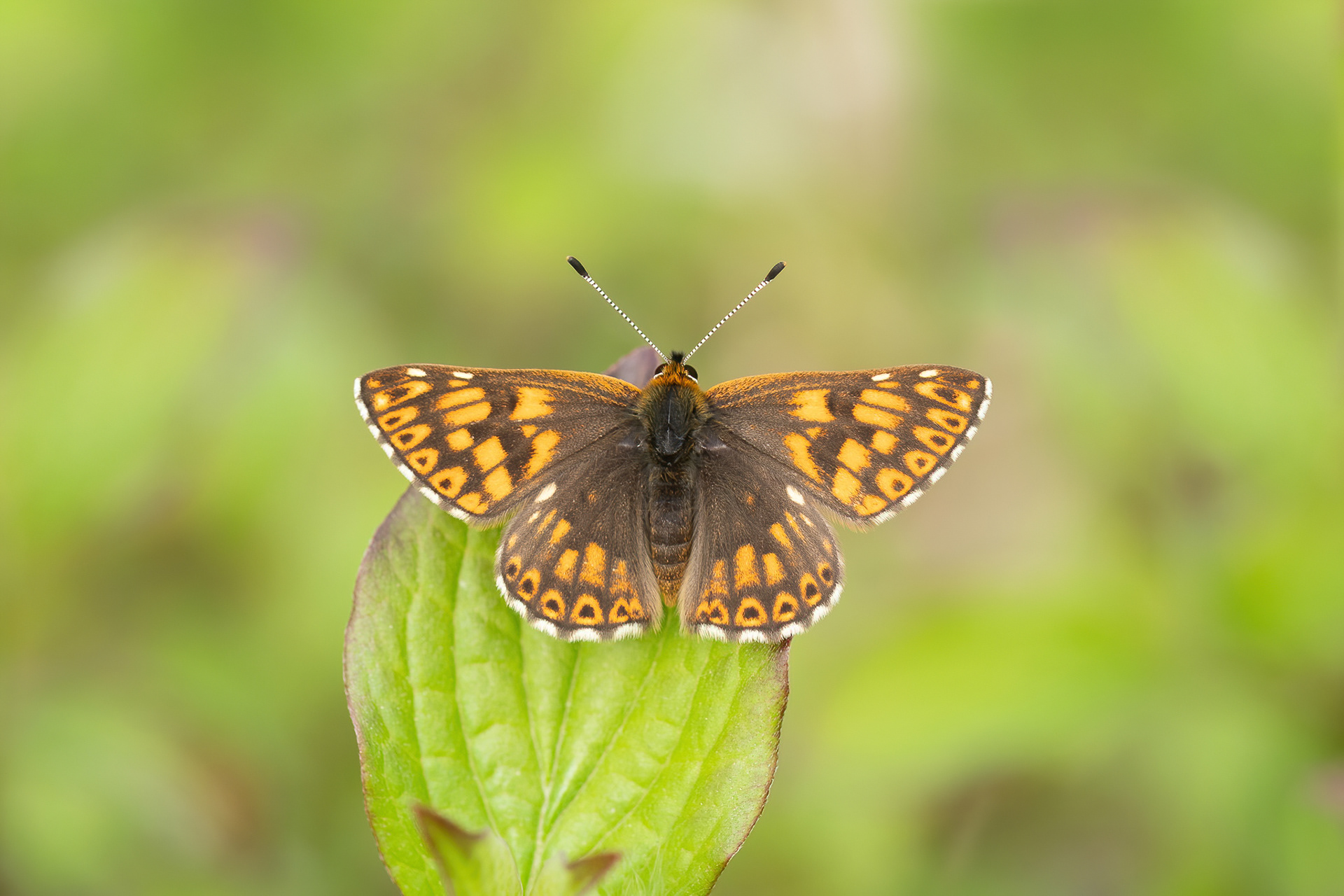 Duke of Burgundy - Chapel Bank