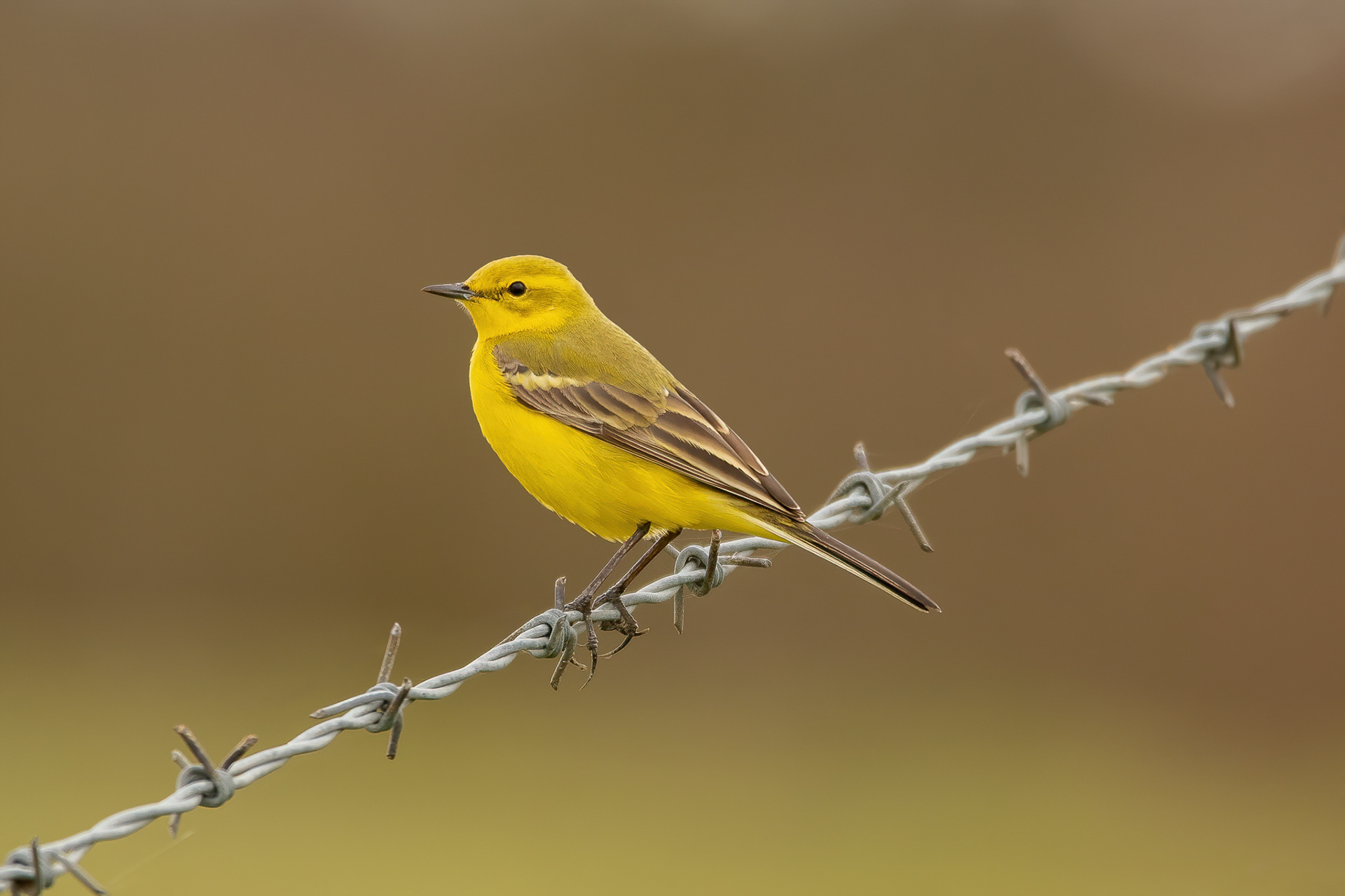 Yellow Wagtail - Rye Harbour