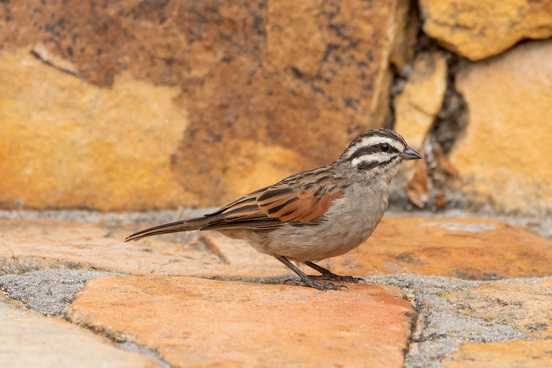 Cape Bunting - Cape Point