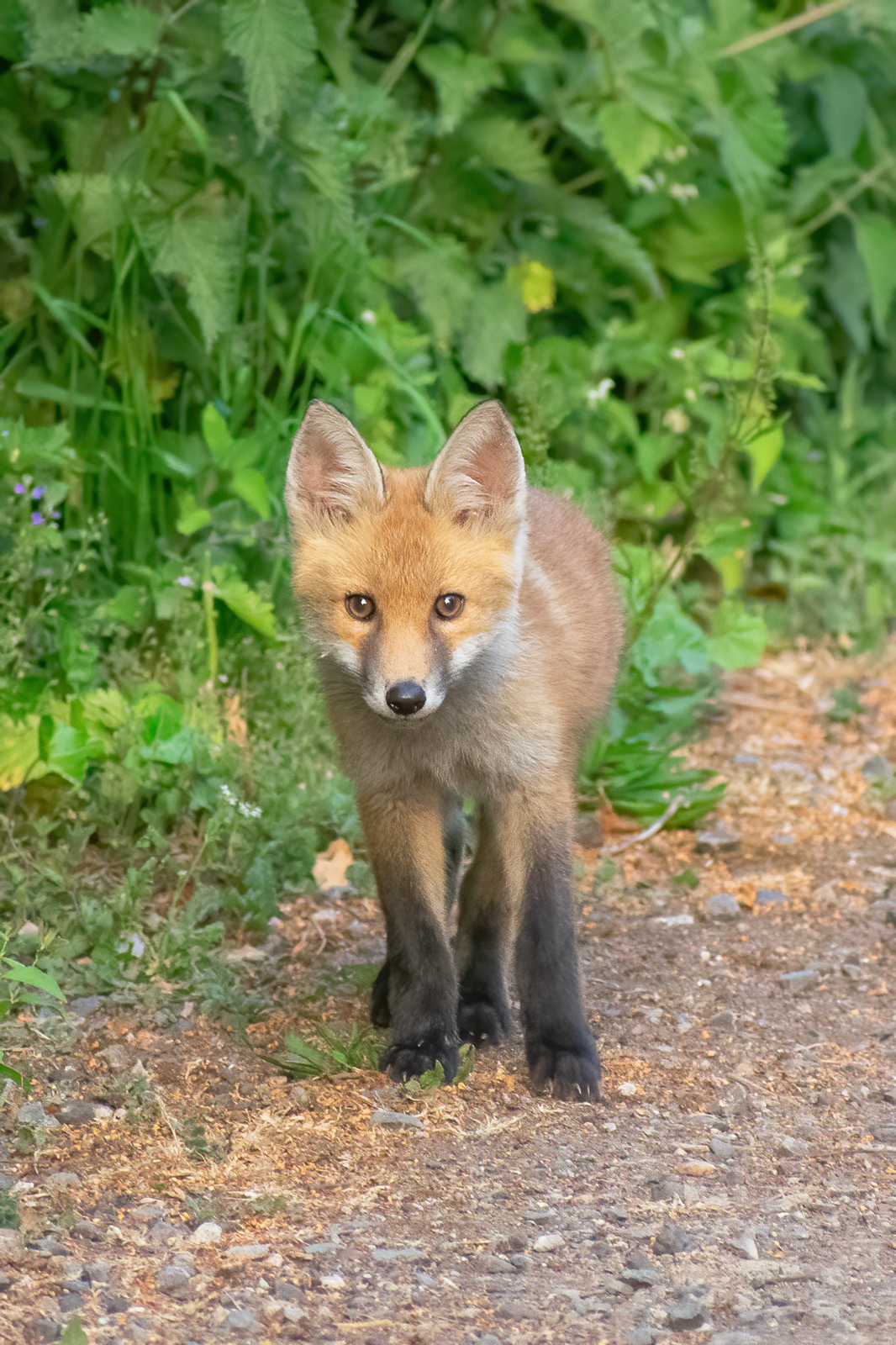 Fox cub - Riverside Country Park
