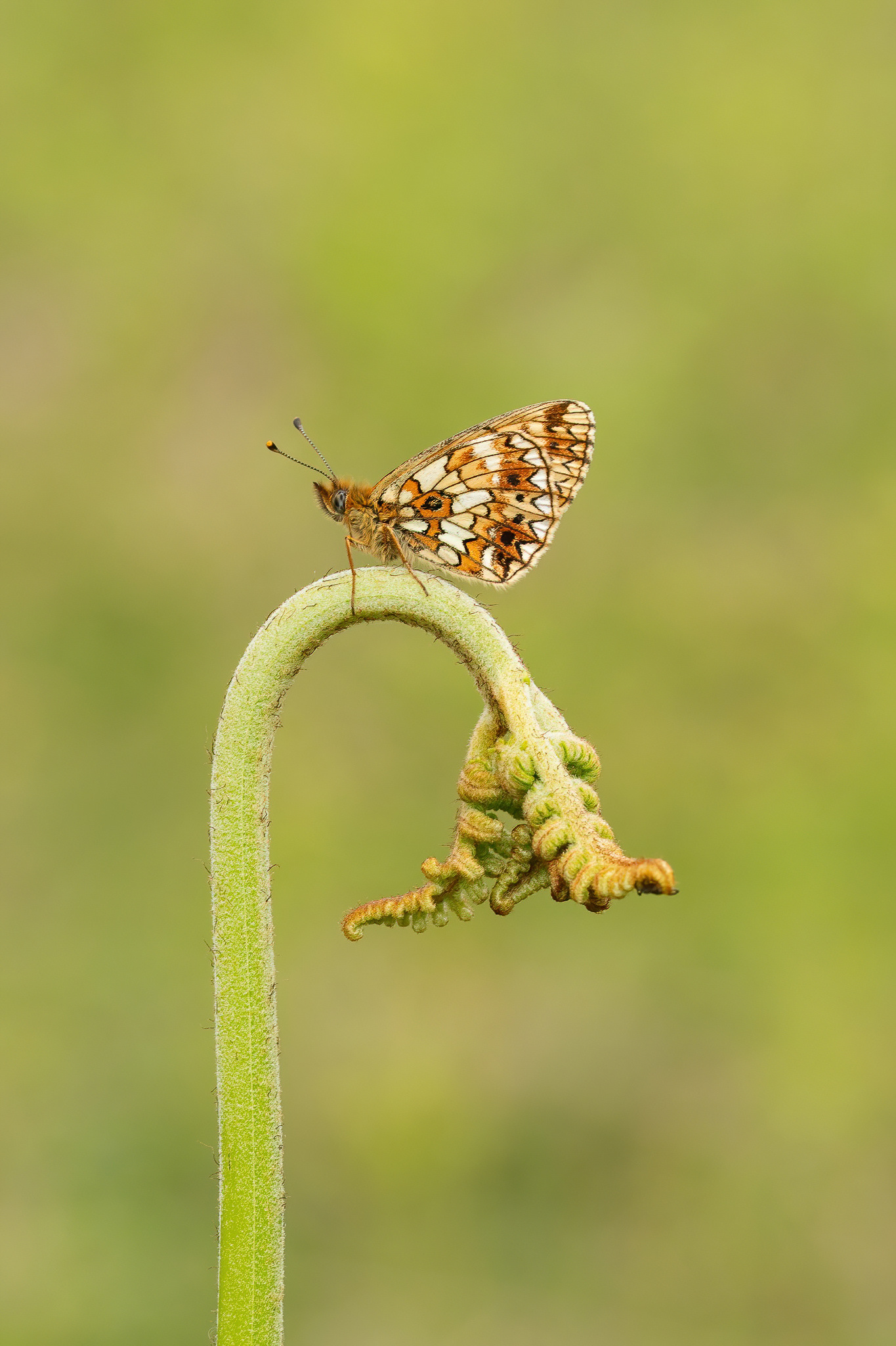 Small Pearl-bordered Fritillary - Park Corner Heath