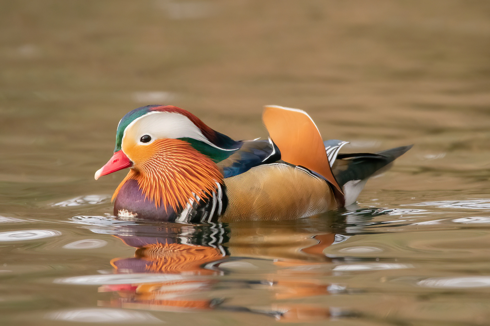 Mandarin Duck - Christchurch Park