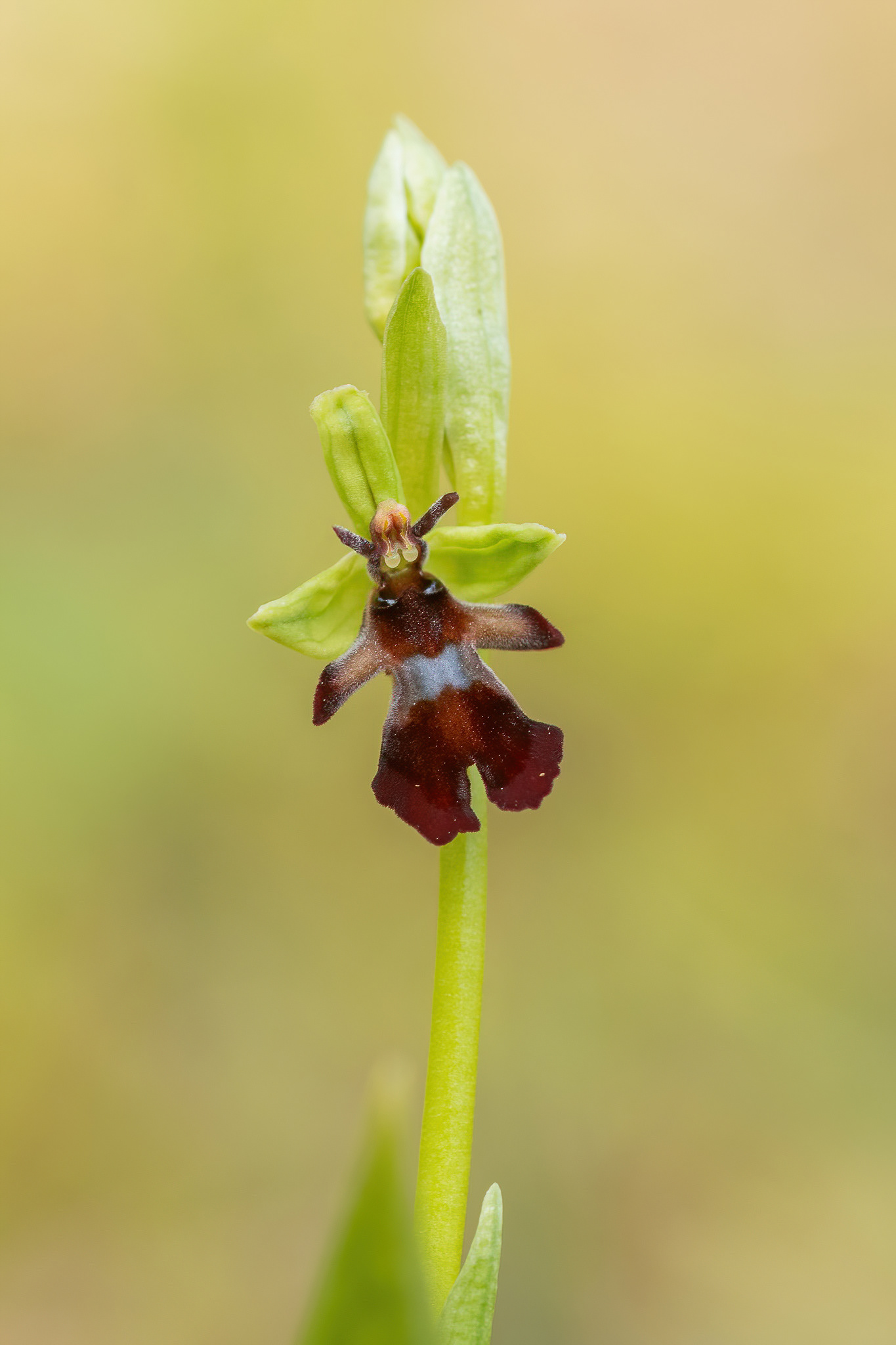 Fly Orchid - Bonsai Bank