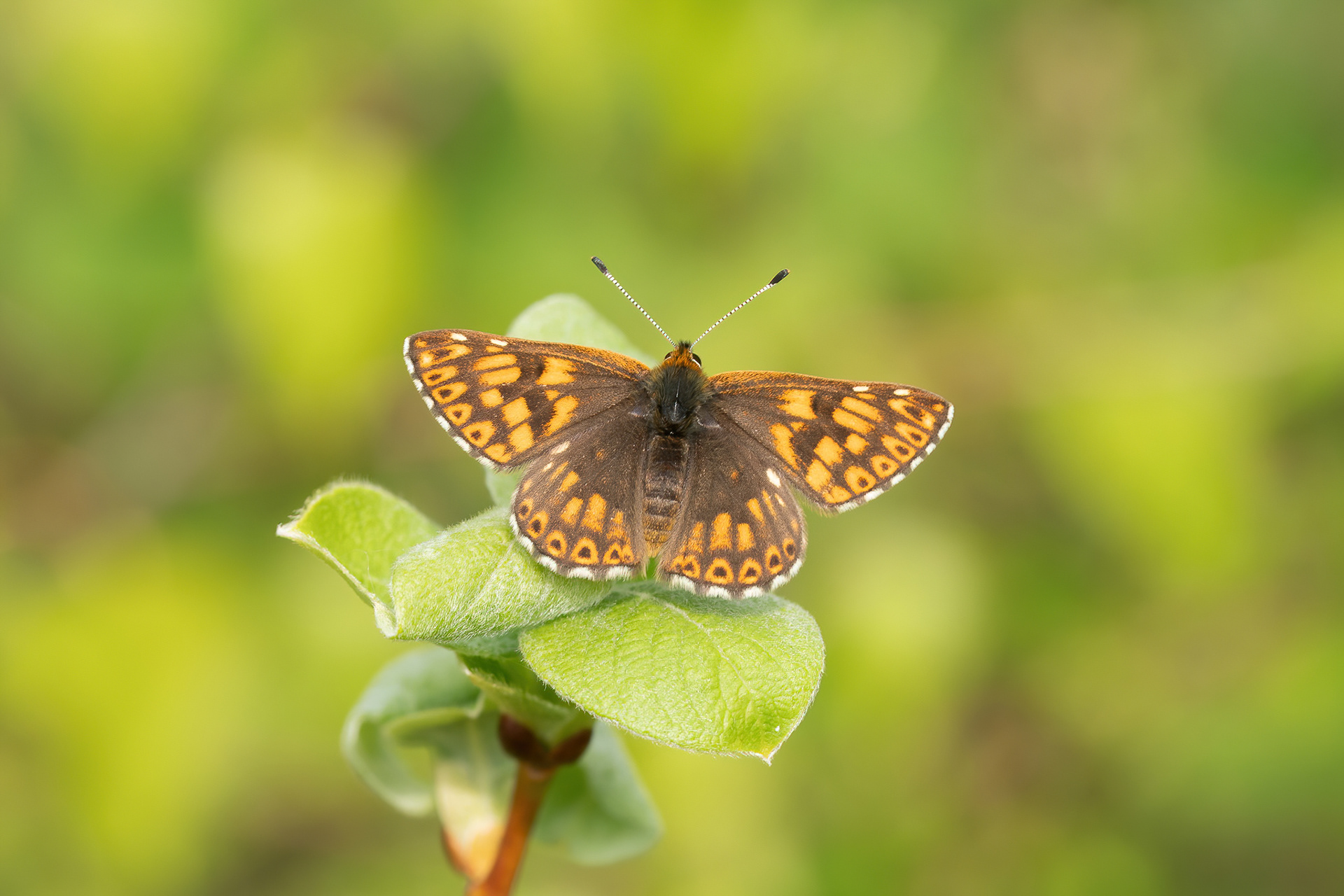 Duke of Burgundy - Chapel Bank