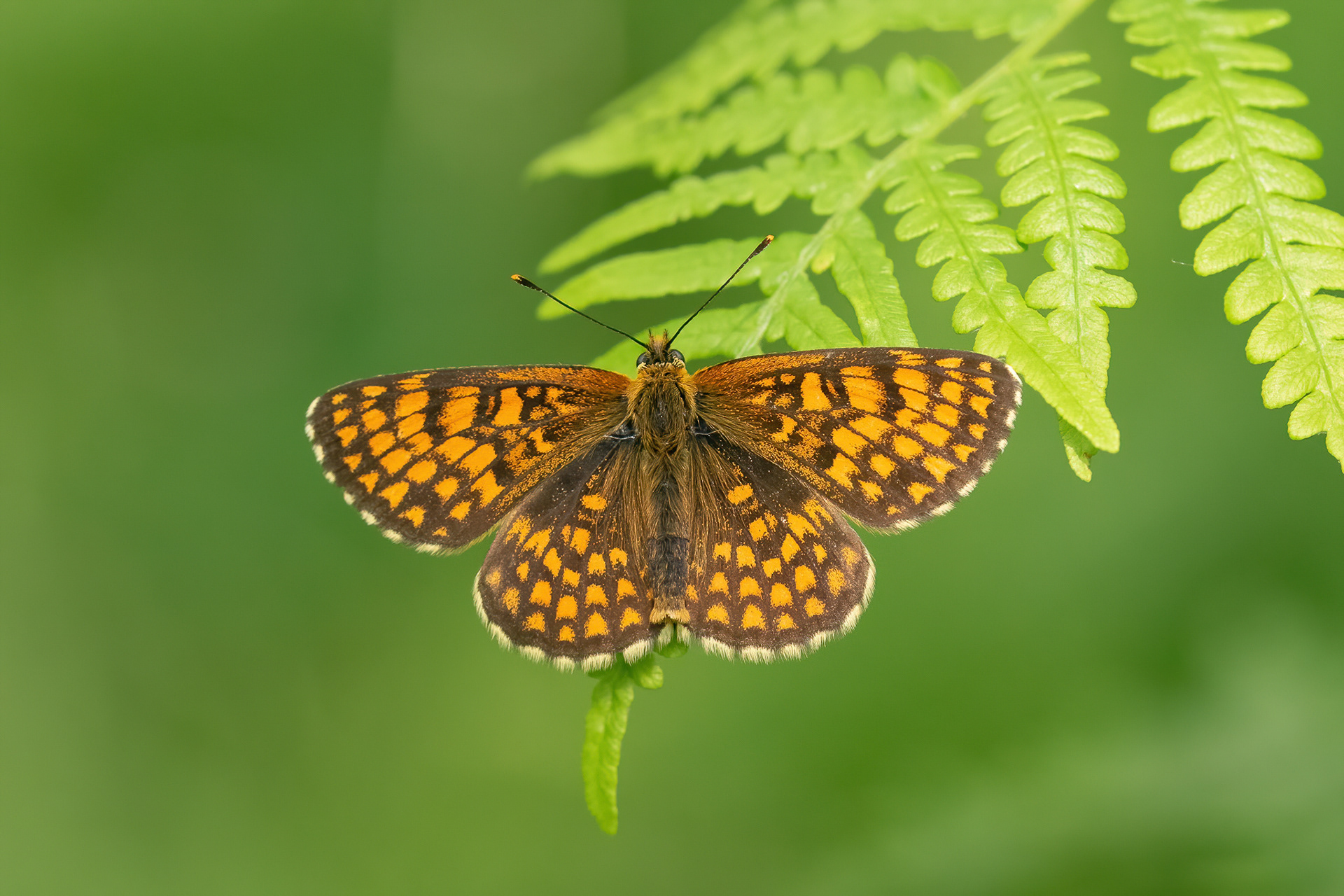 Heath Fritillary - East Blean Woods