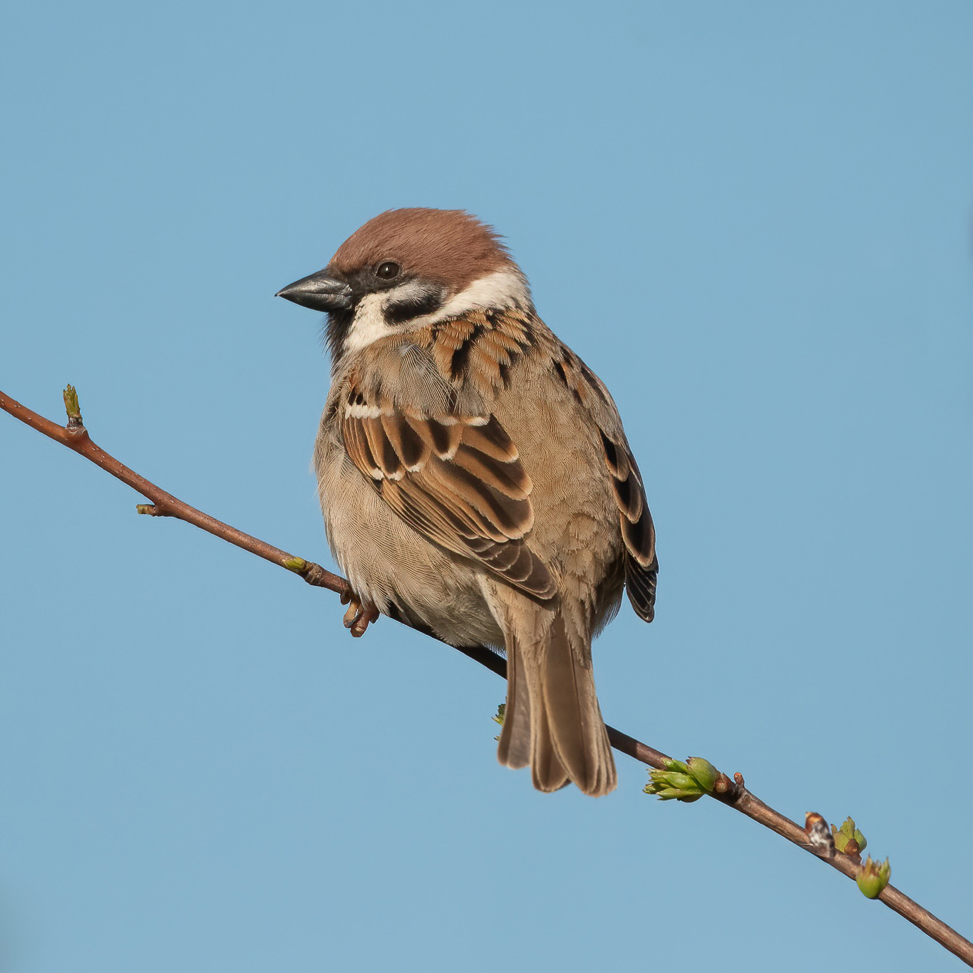 Tree Sparrow - Lydd