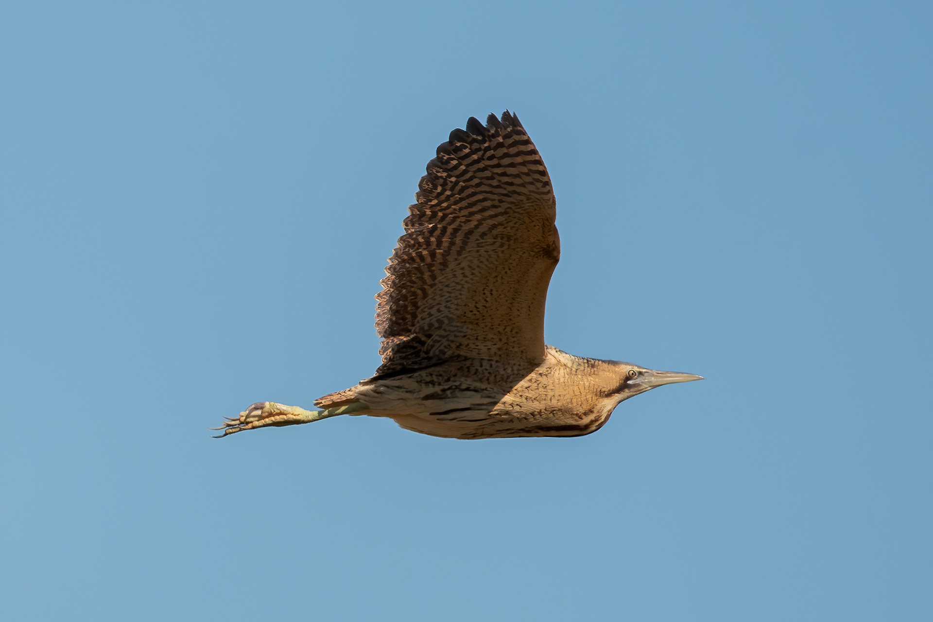 Eurasian Bittern - Stodmarsh