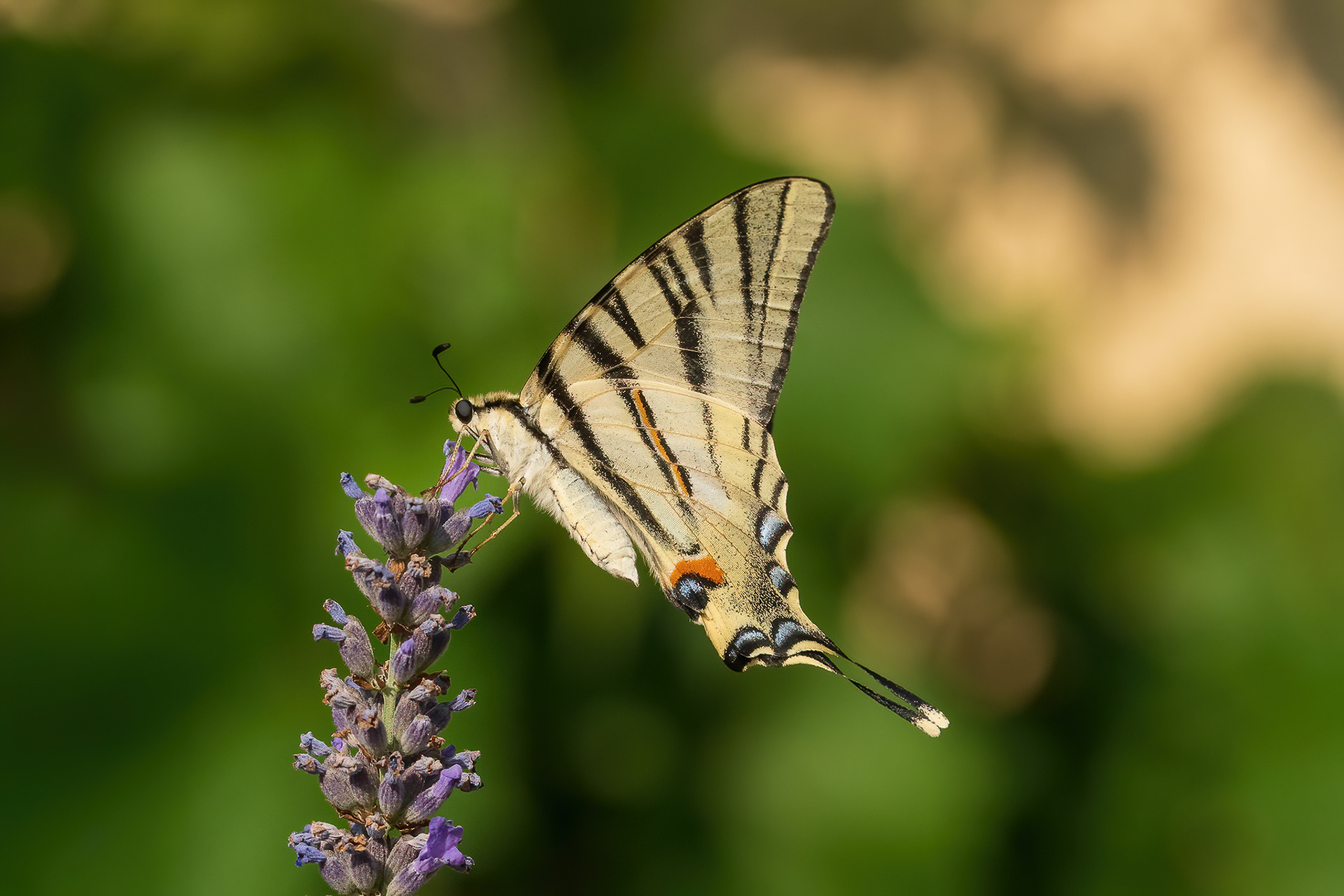 Scarce Swallowtail - France