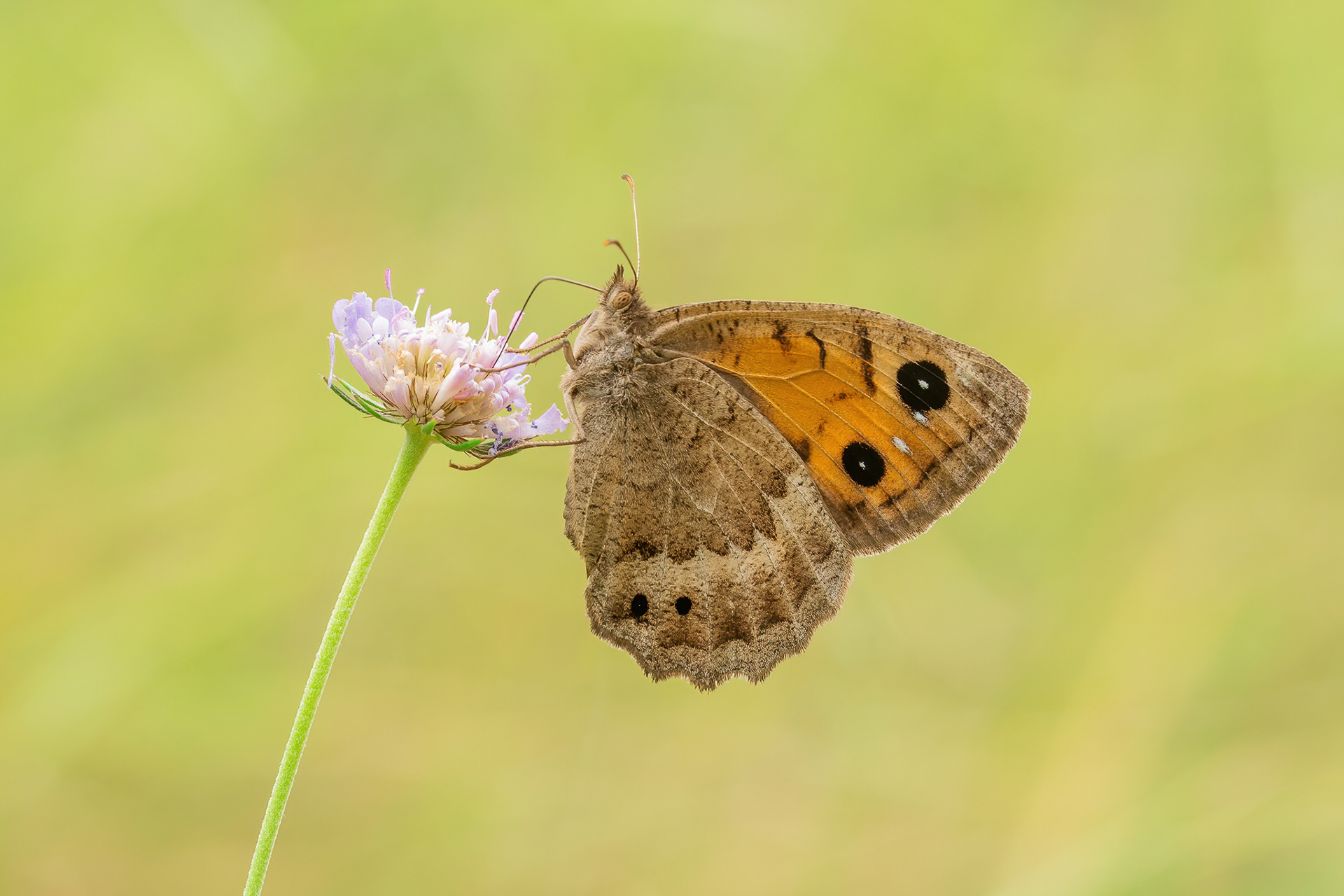 Great Sooty Satyr - Italy