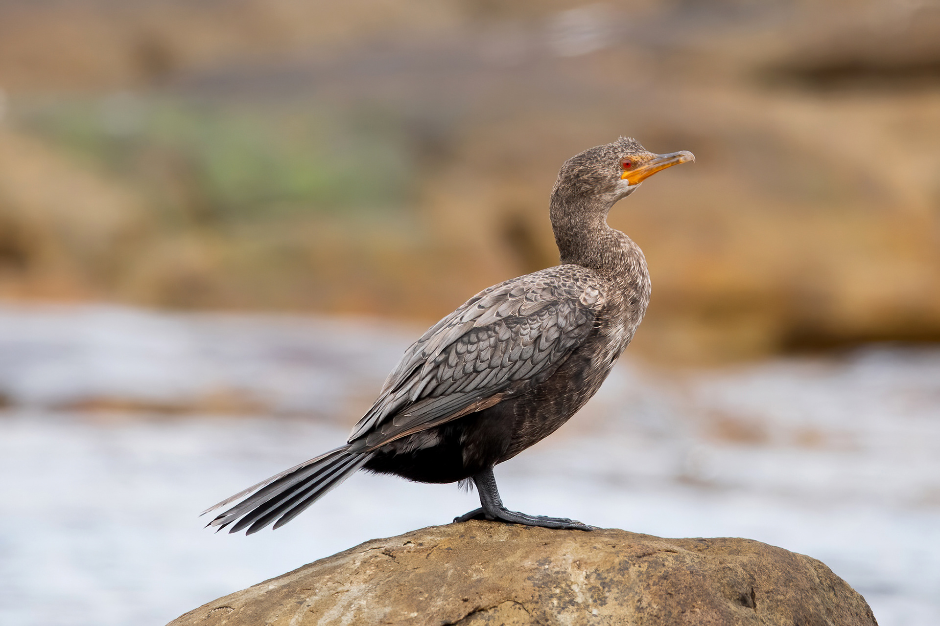 Crowned Cormorant - Cape Point