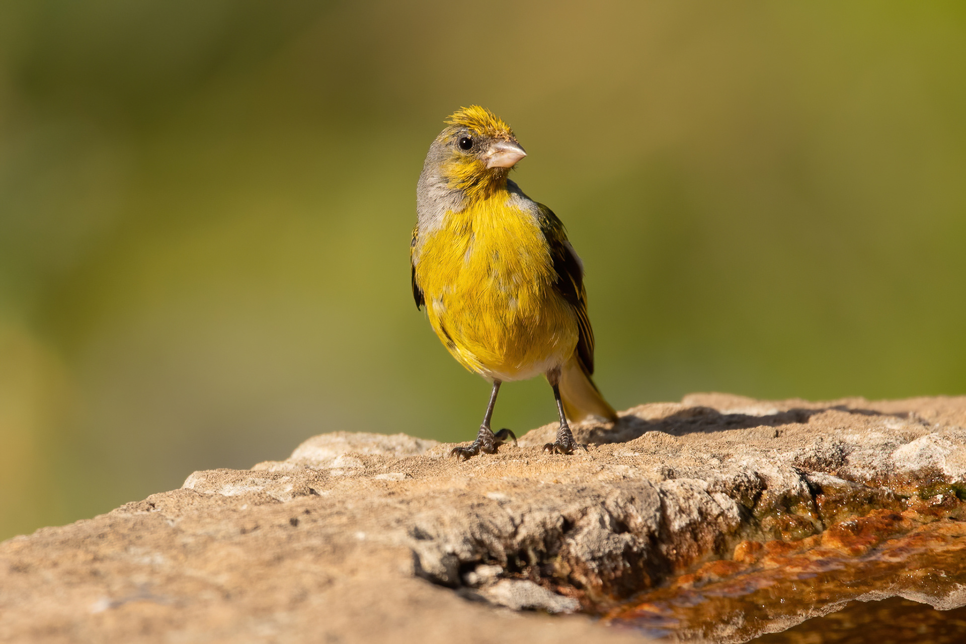 Cape Canary - Kirstenbosch