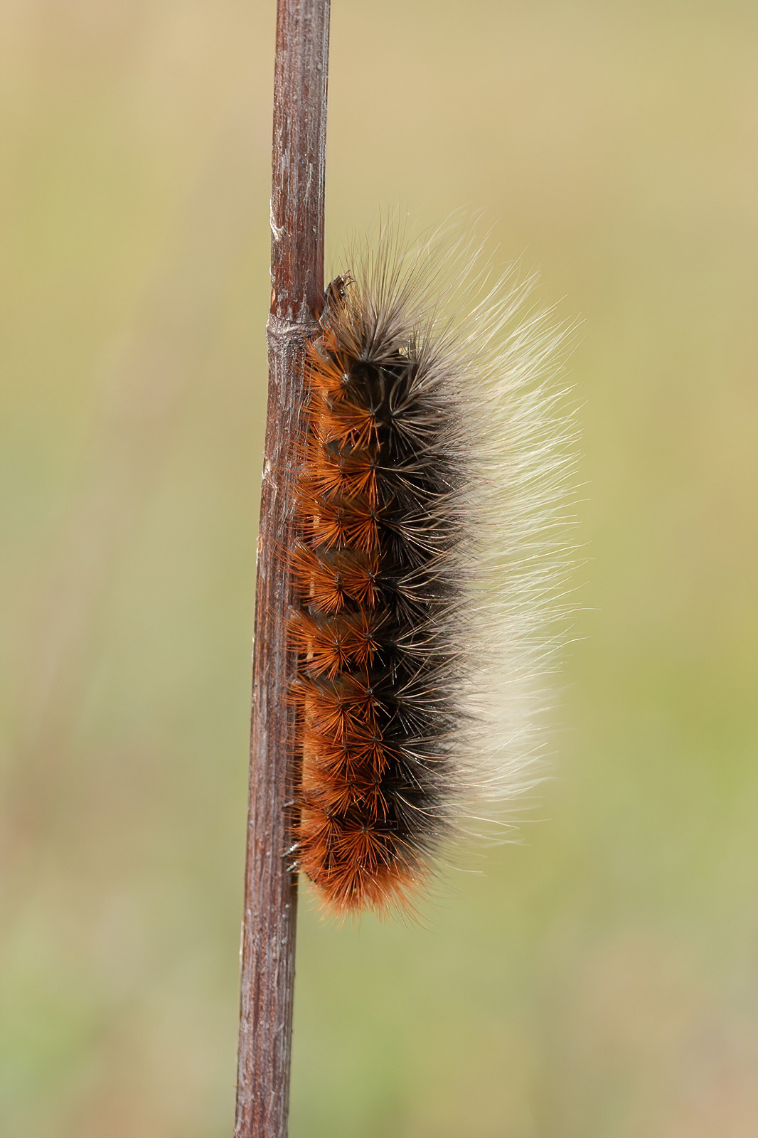 Garden Tiger Moth caterpillar - Kenfig