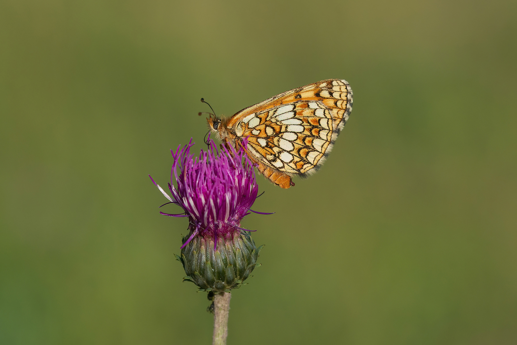 Nickerl's Fritillary - France