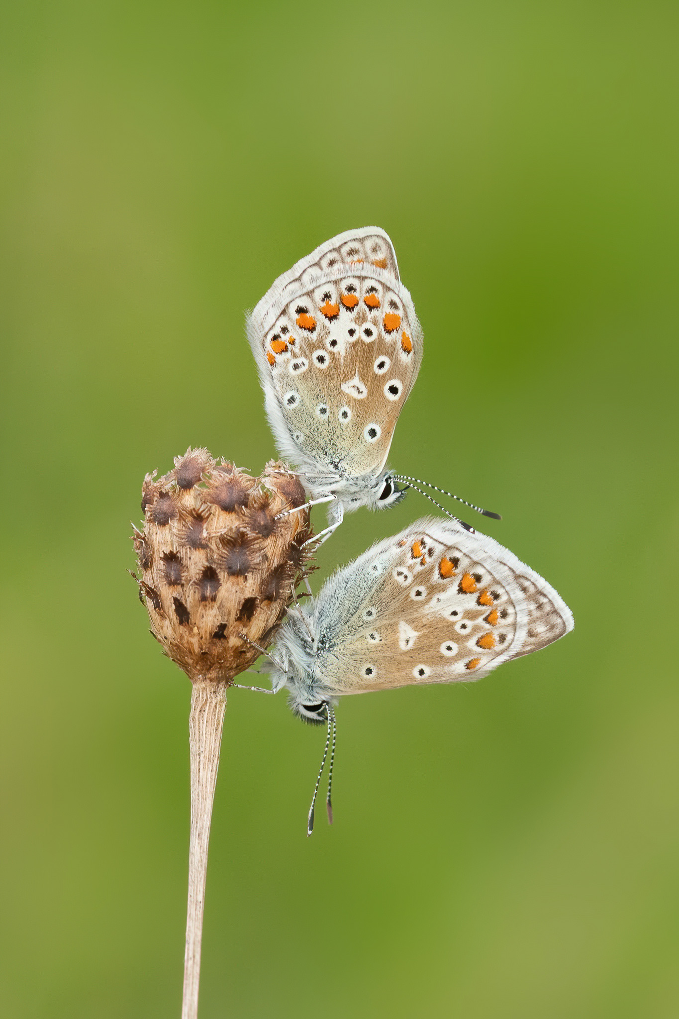 Common Blue - Hollingbourne