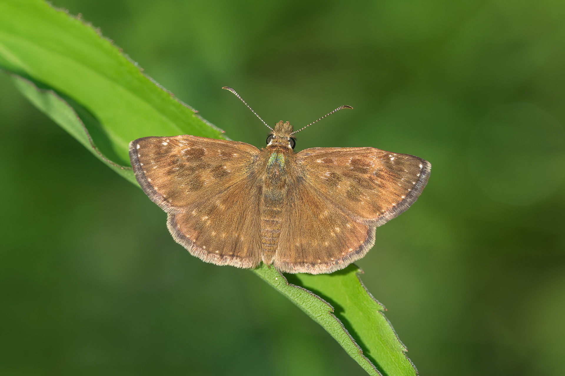 Dingy Skipper - France