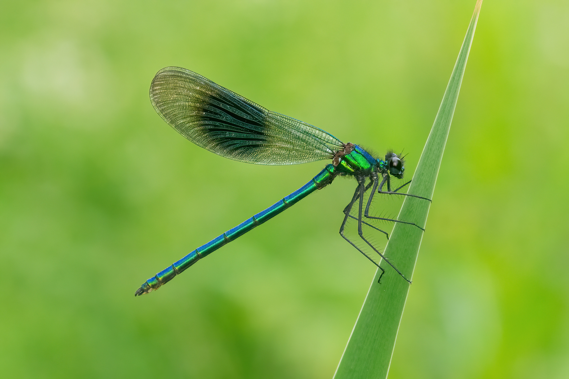 Banded Demoiselle -New Hythe