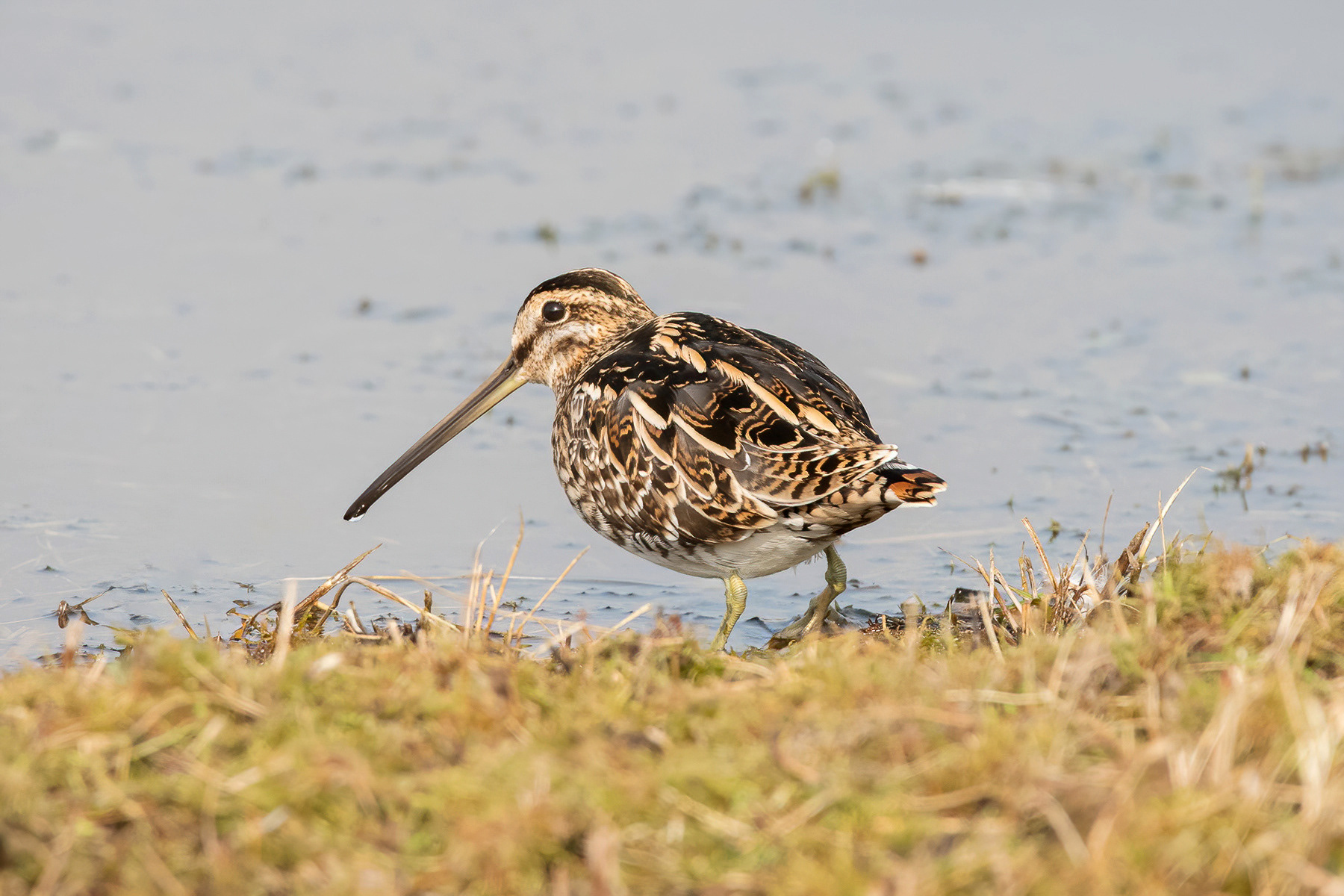 Common Snipe - Sandwich Bay