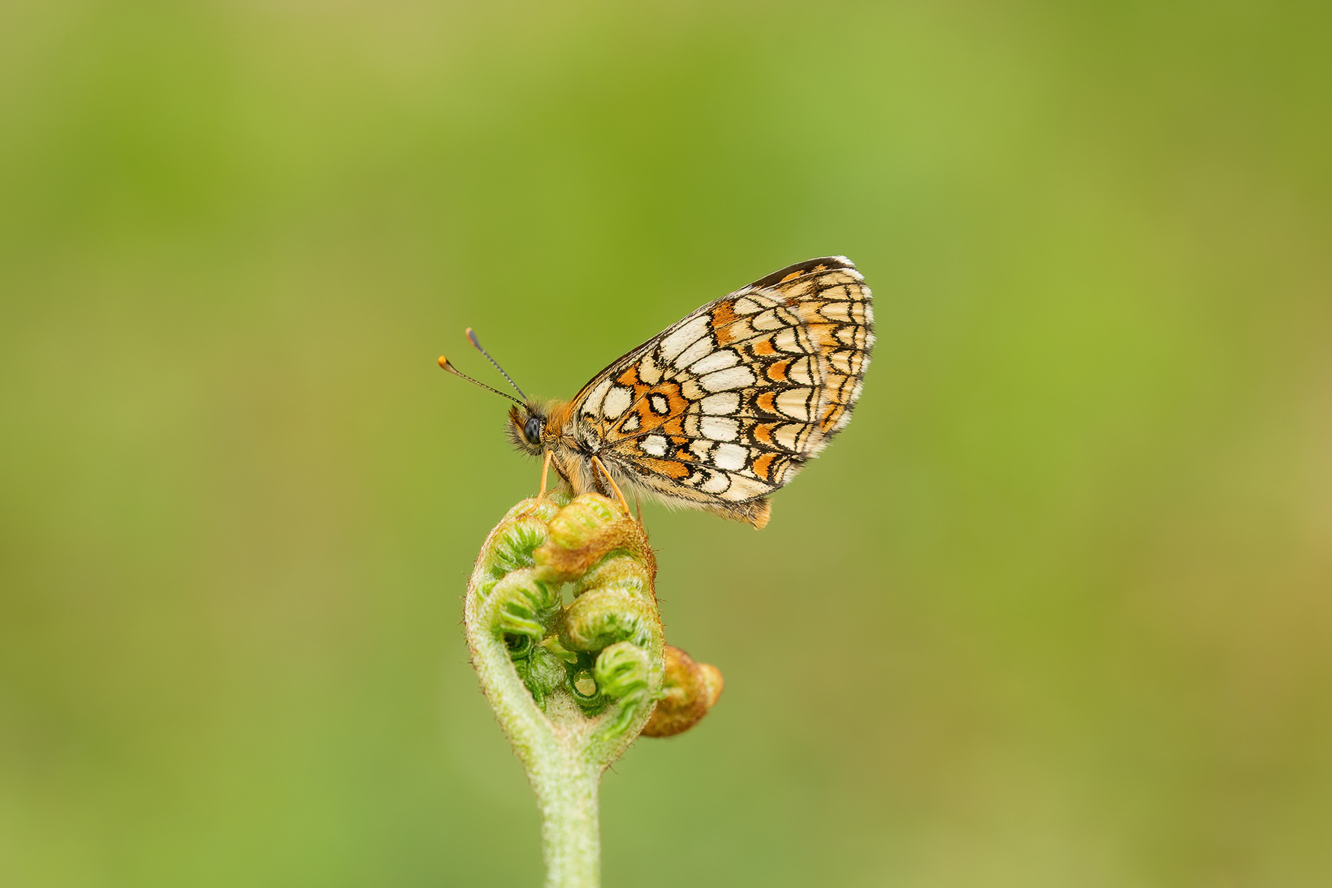 Heath Fritillary - East Blean Woods