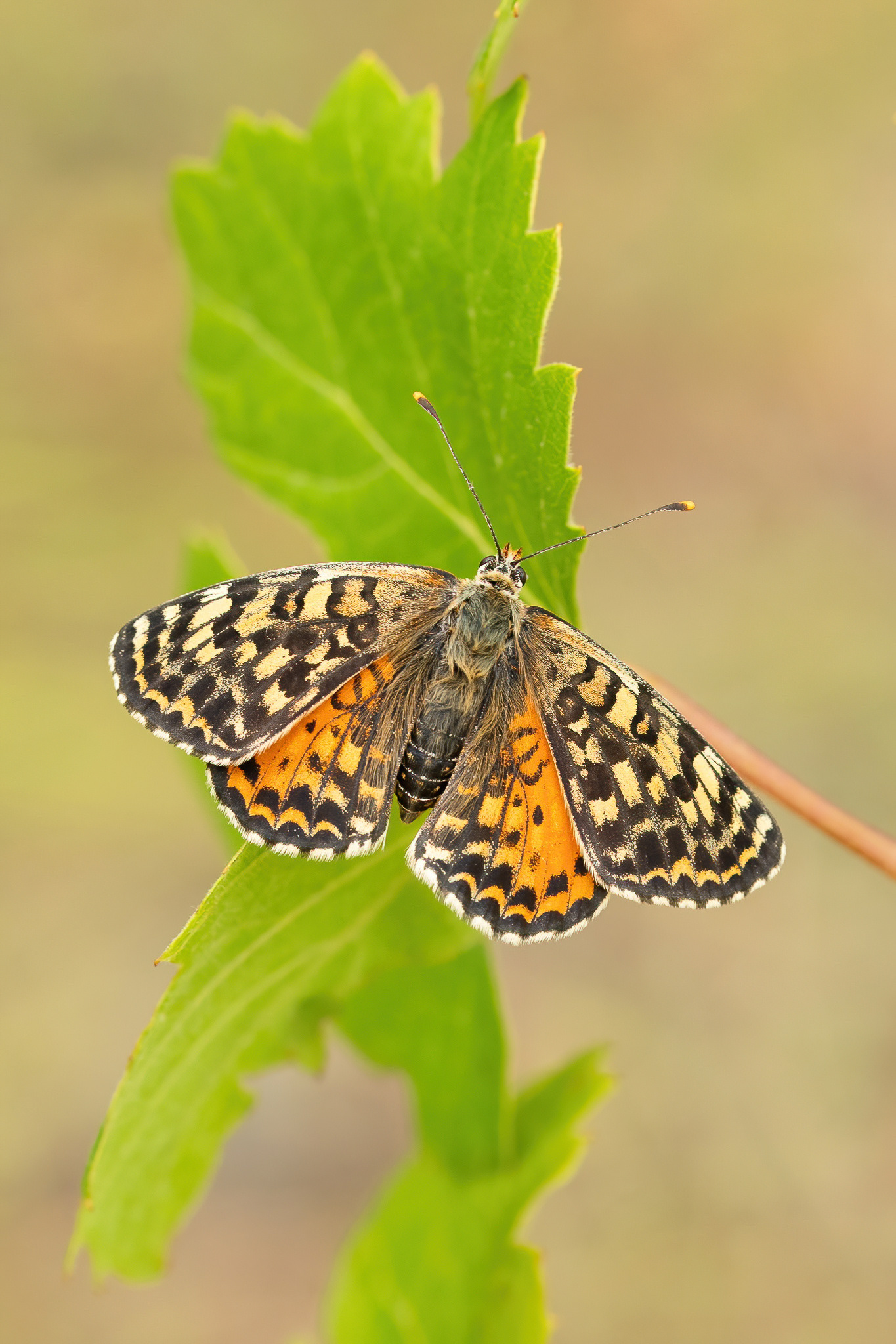 Spotted Fritillary - Italy