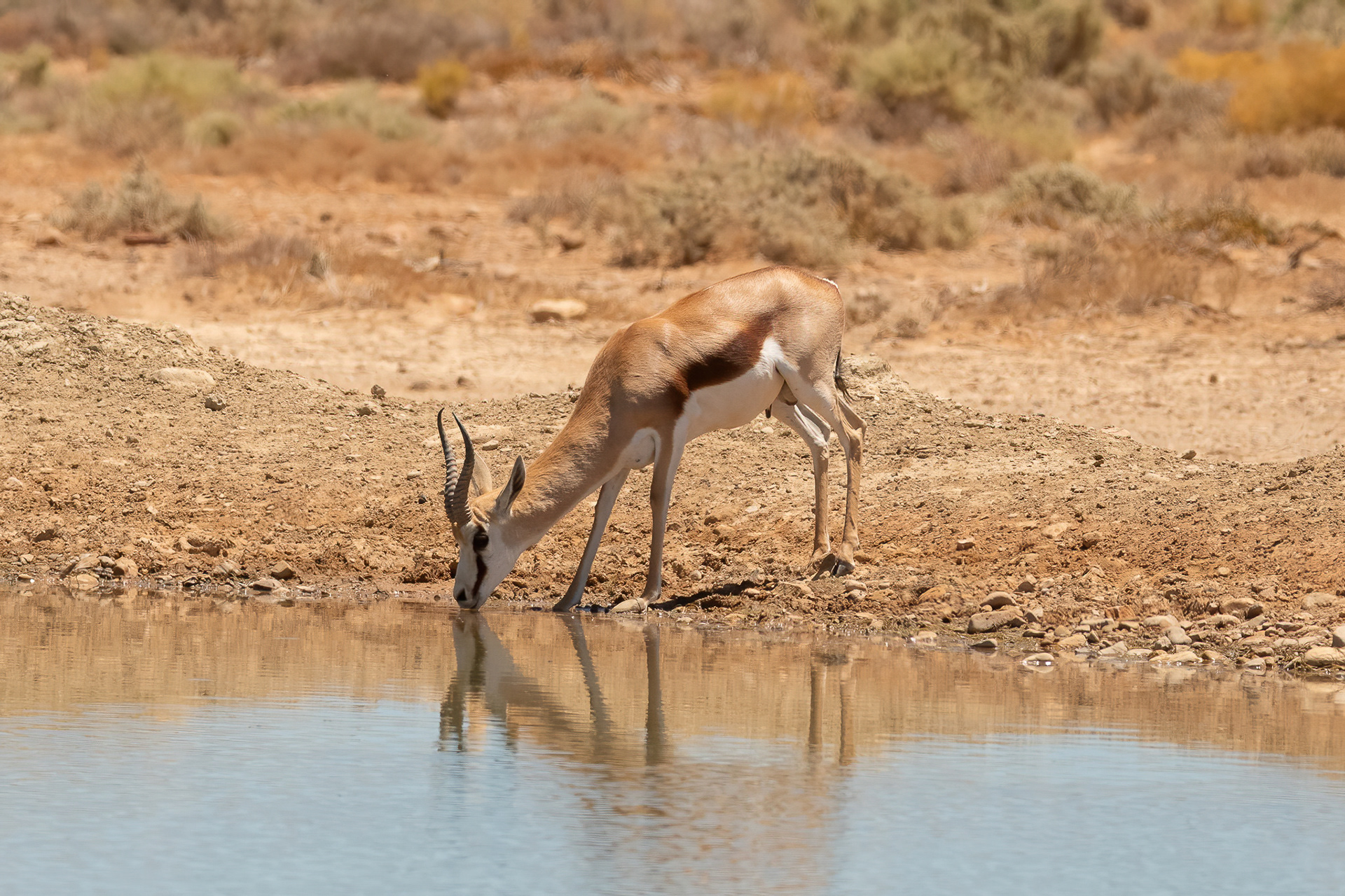 Springbok - Inverdoorn