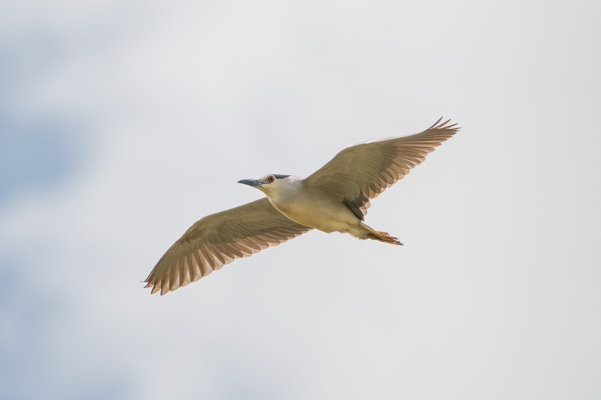 Black-crowned Night Heron - Camargue, France