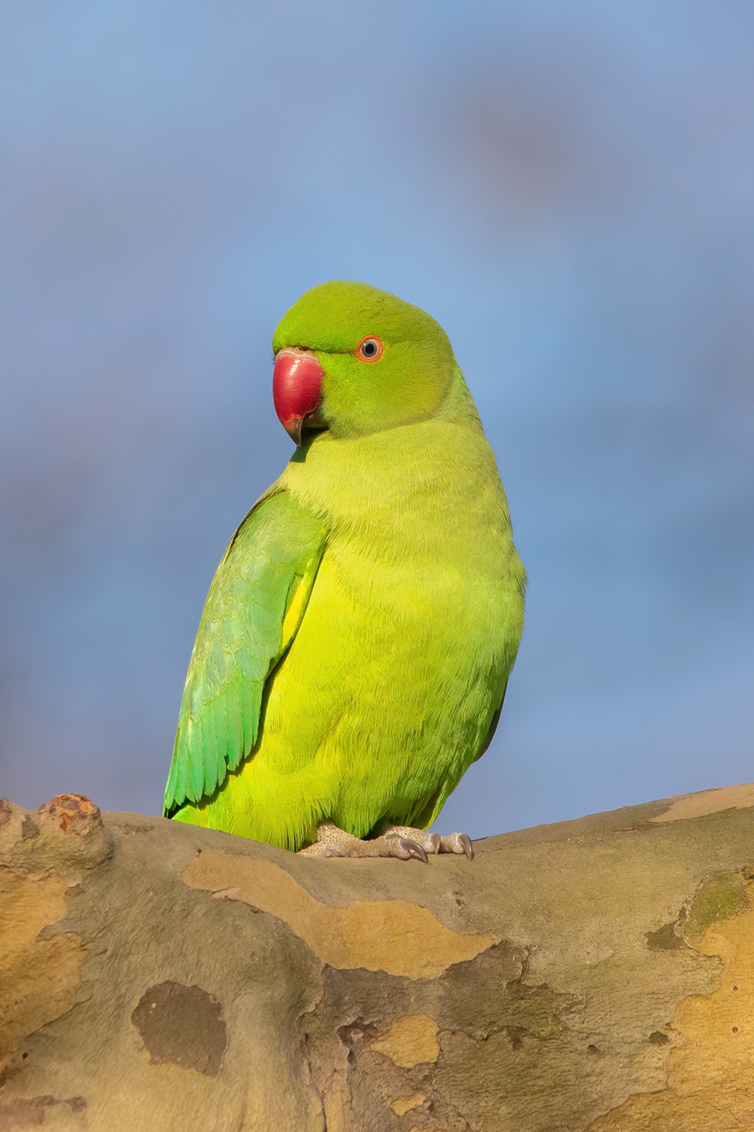 Ring-necked Parakeet - St James's Park