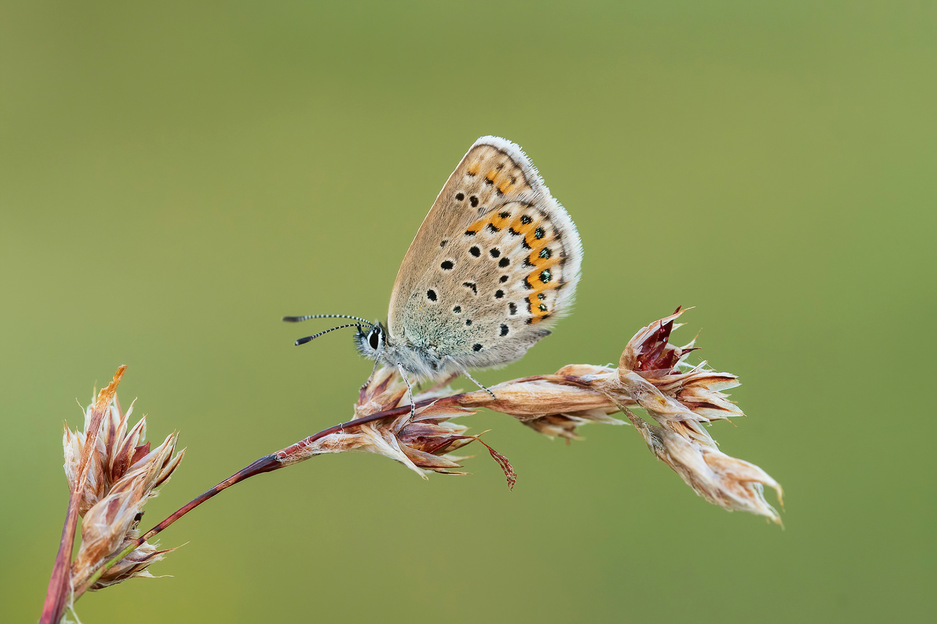 Idas Blue - France